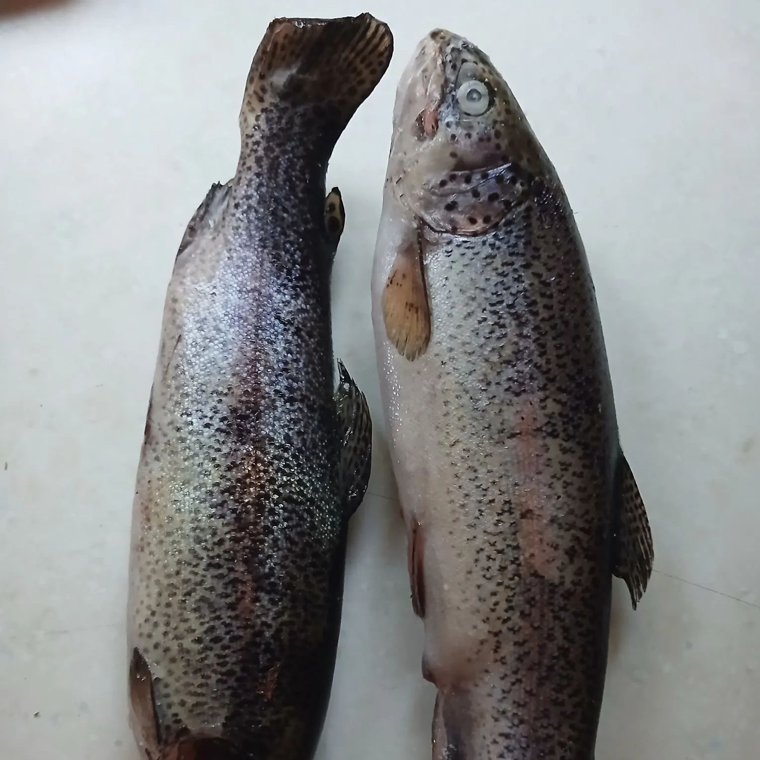 Rainbow trout caught on Fishbrain