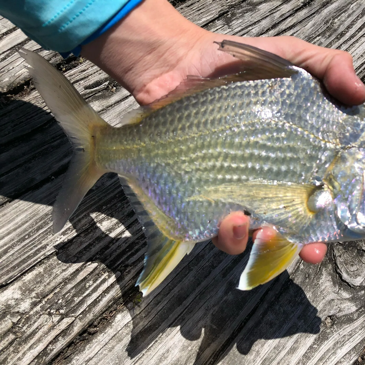 The most recent Irish mojarra catches on Fishbrain