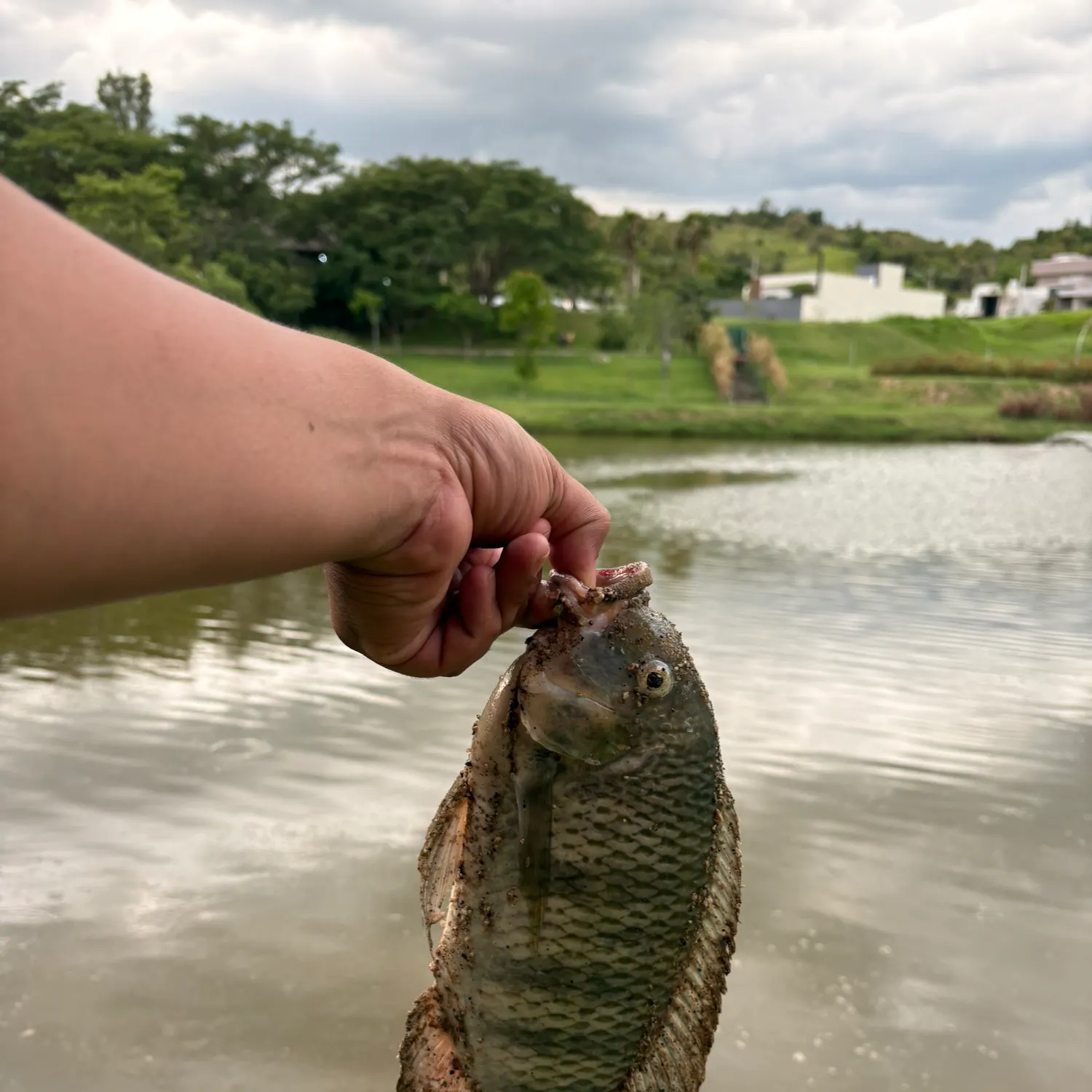 The most recent Redbreast tilapia catches on Fishbrain