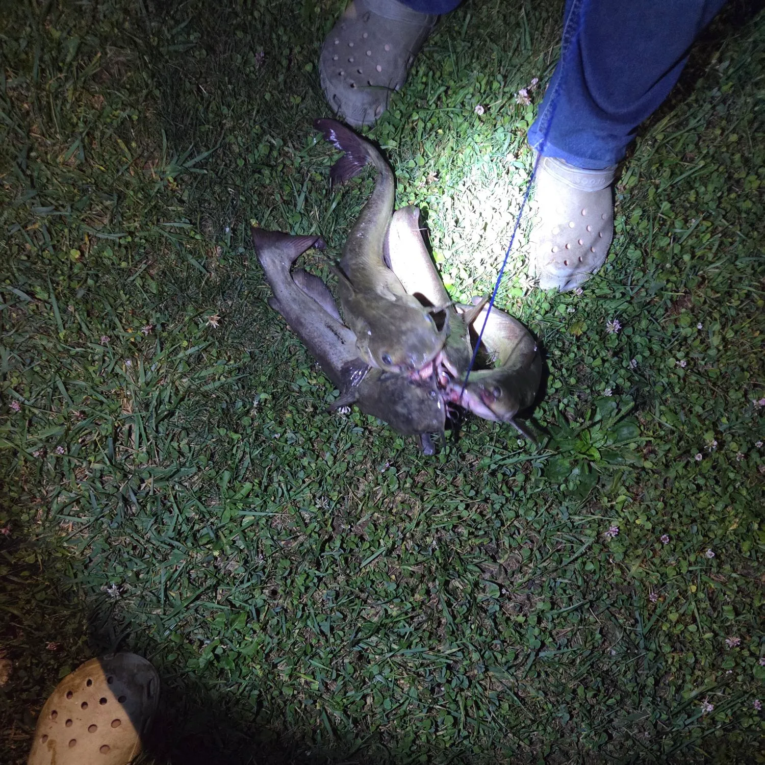Channel catfish caught on Fishbrain