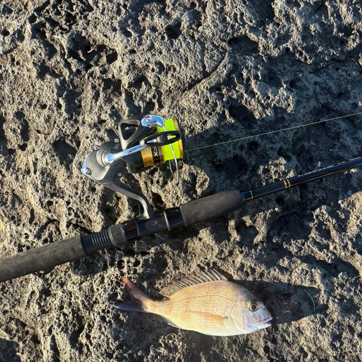 Australasian snapper caught on Fishbrain