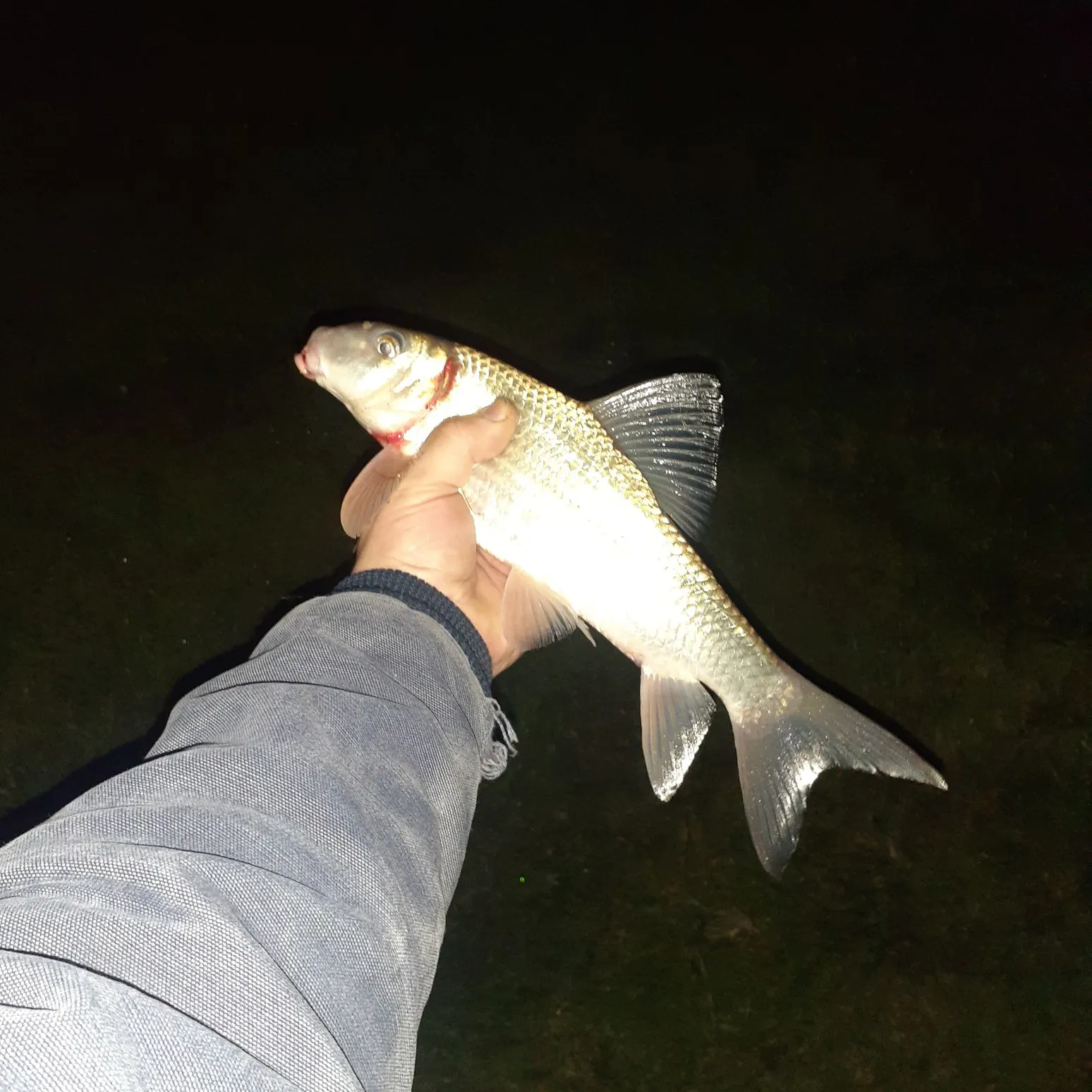 The most recent Silver redhorse catches on Fishbrain