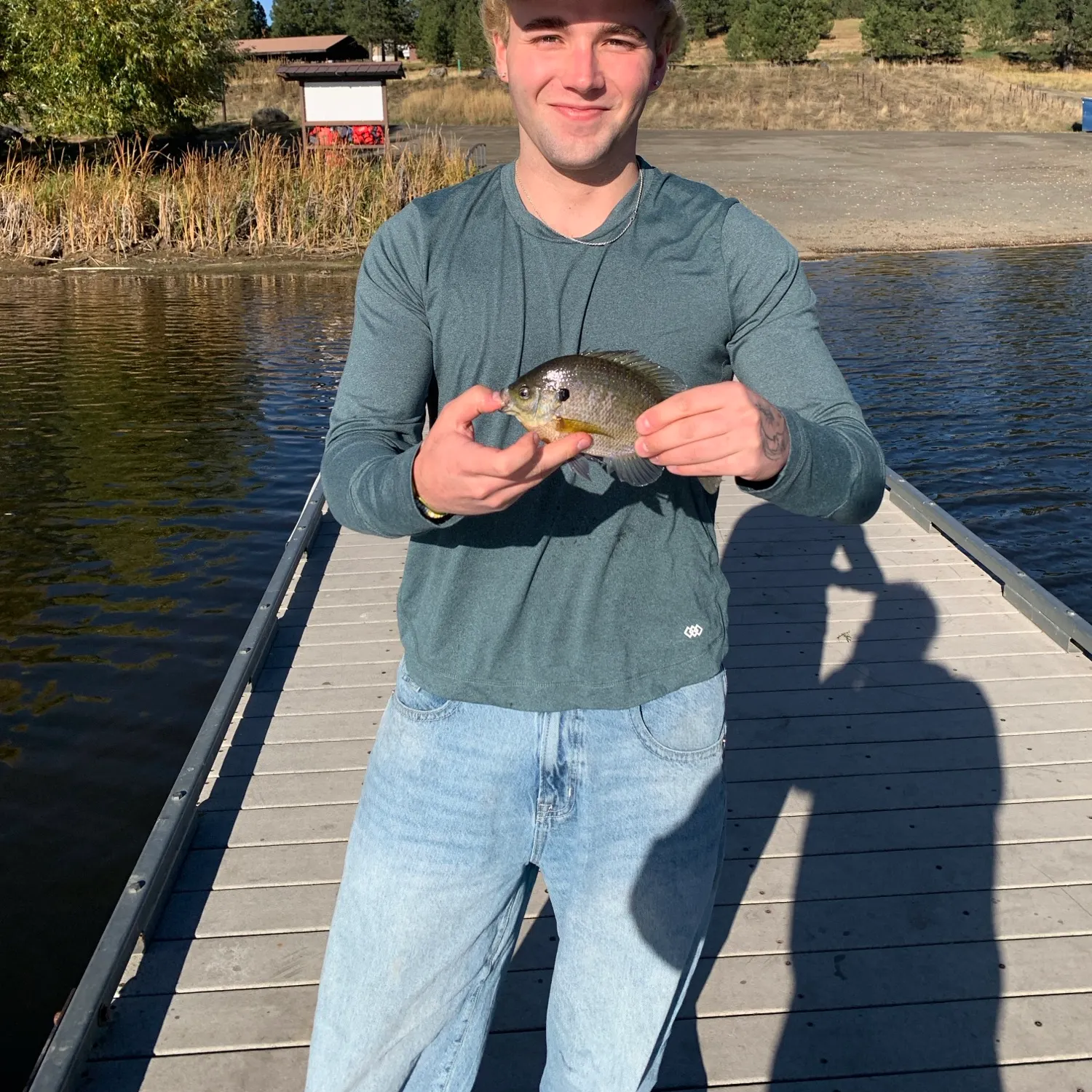 Bluegill caught on Fishbrain
