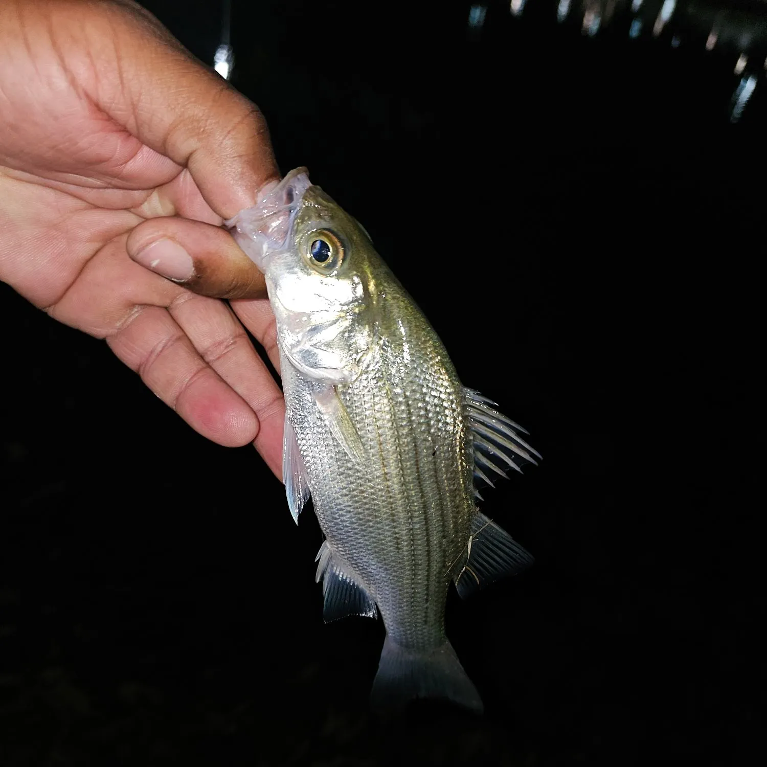 White bass caught on Fishbrain