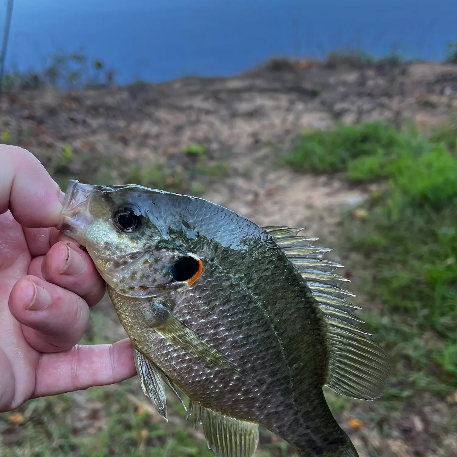 Redear sunfish caught on Fishbrain