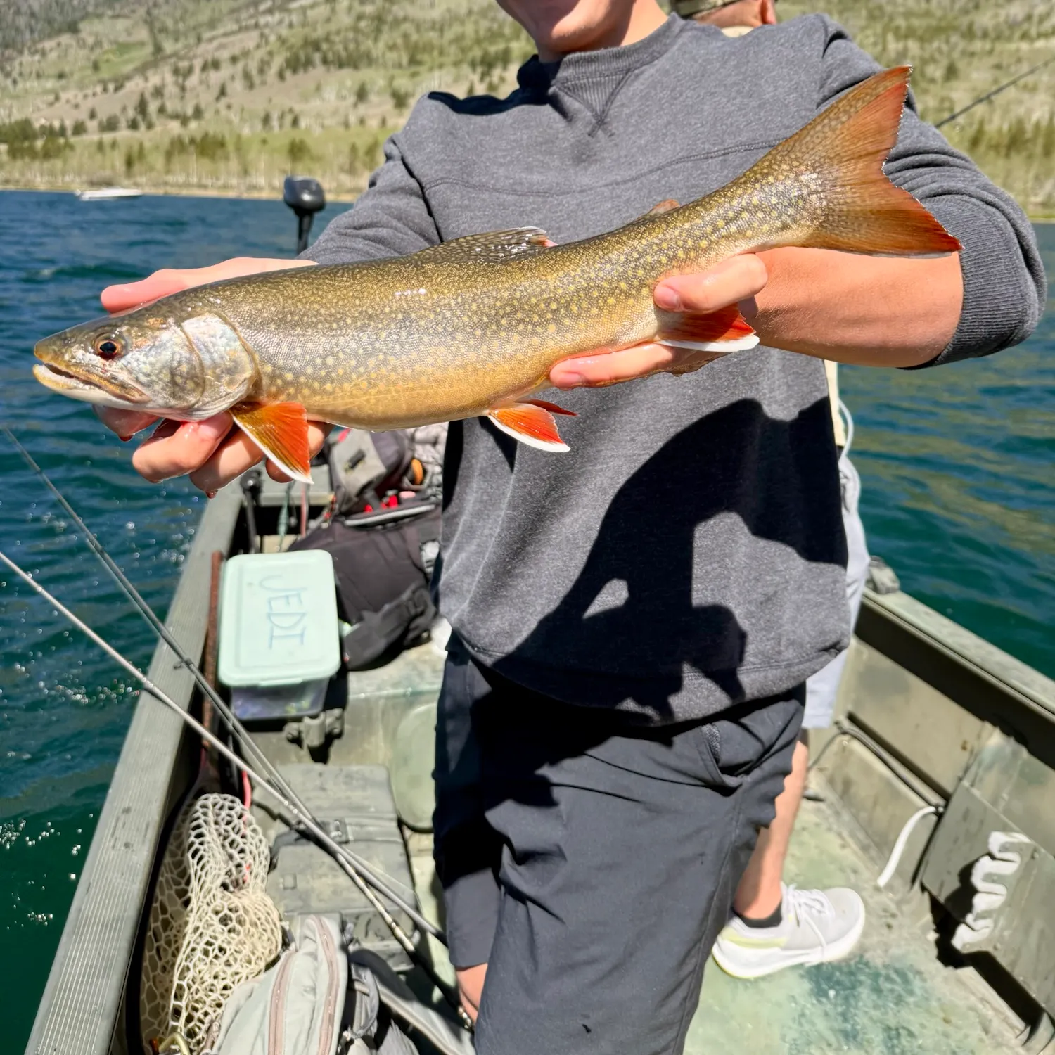 The most recent Splake catches on Fishbrain
