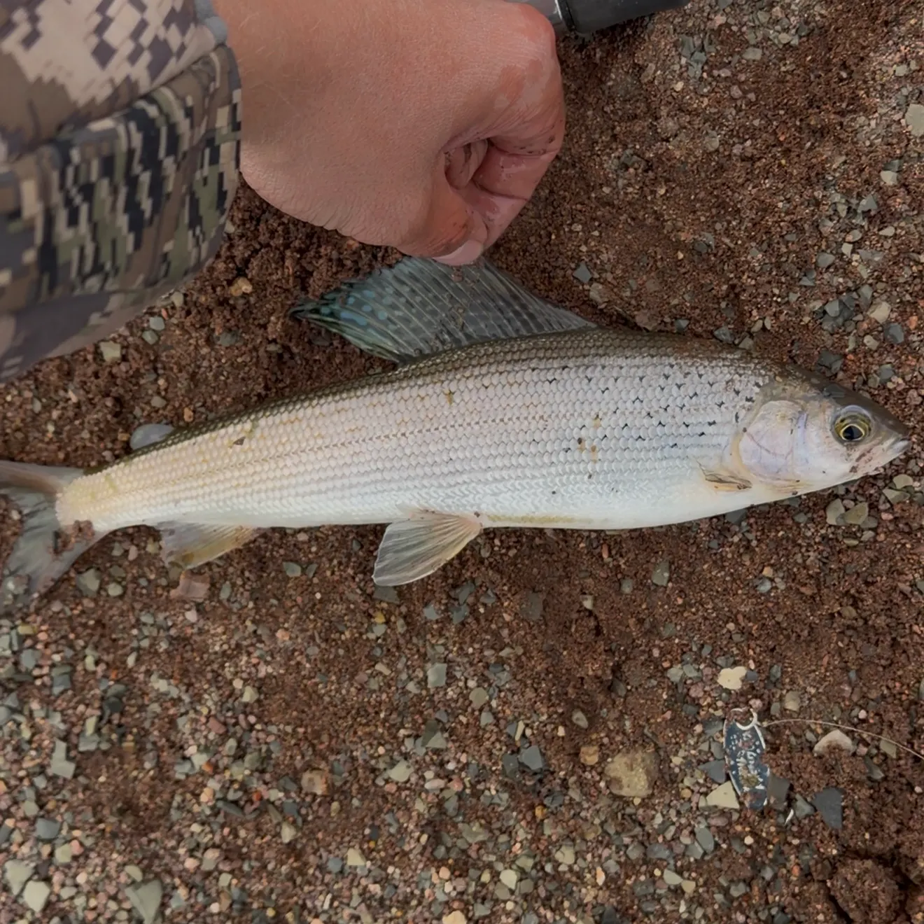 Arctic grayling caught on Fishbrain