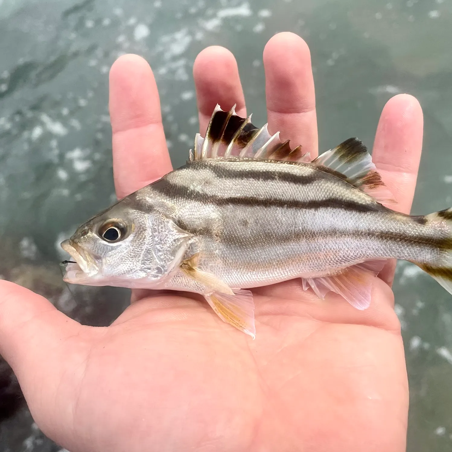 The most recent Jarbua terapon catches on Fishbrain