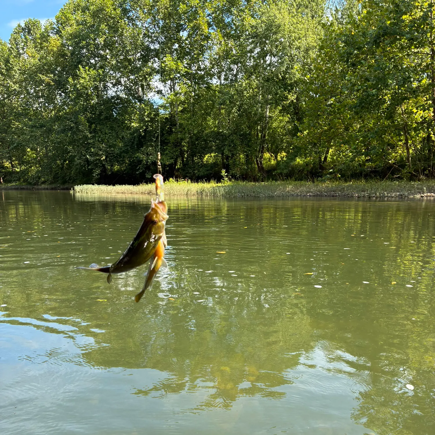Smallmouth bass caught on Fishbrain