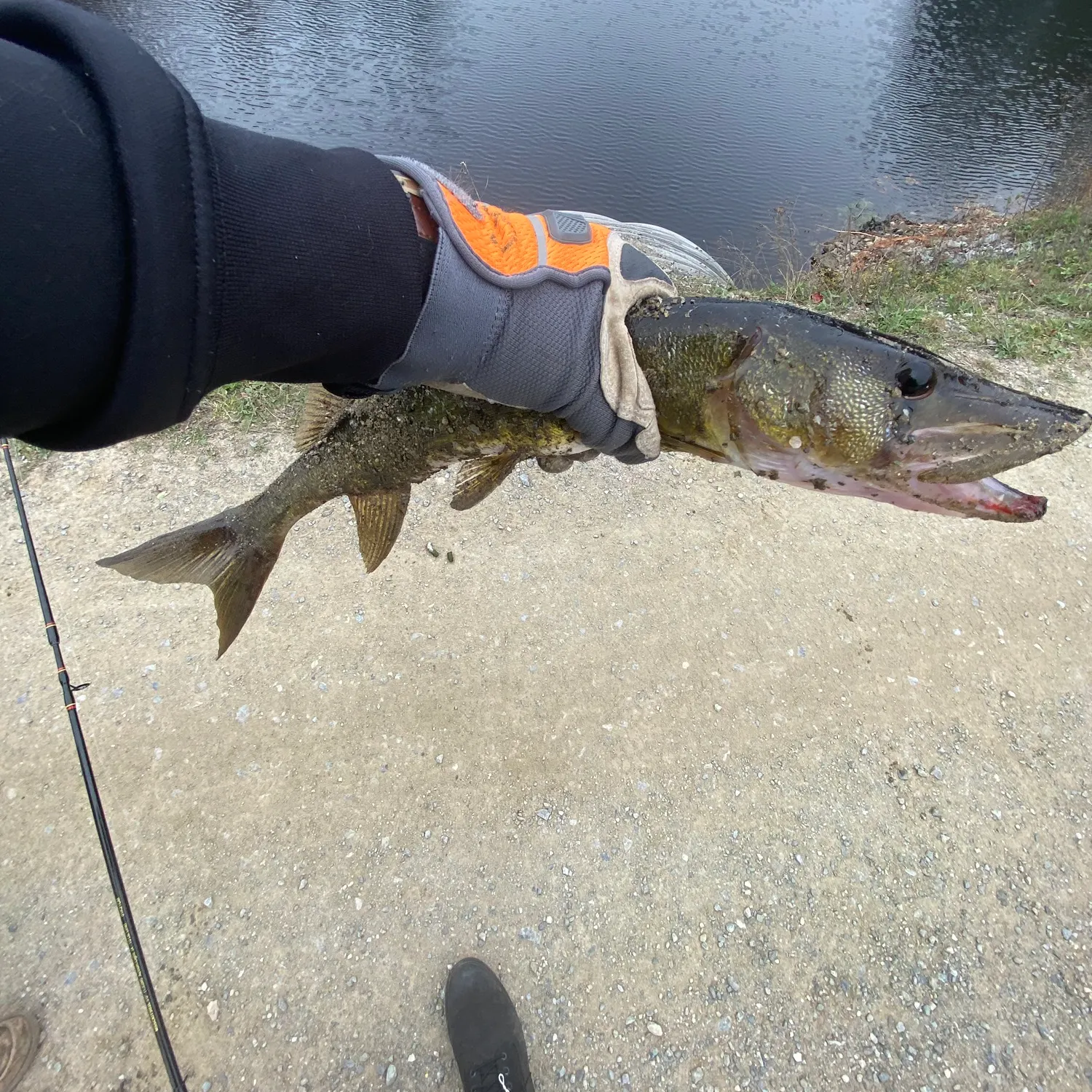 Chain pickerel caught on Fishbrain