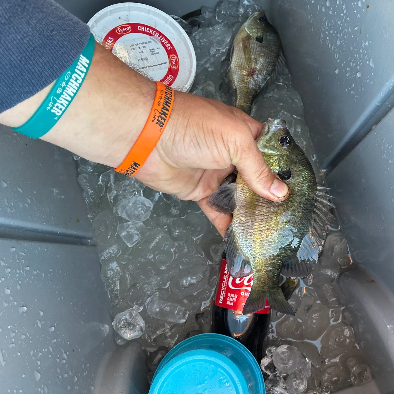 Bluegill caught on Fishbrain