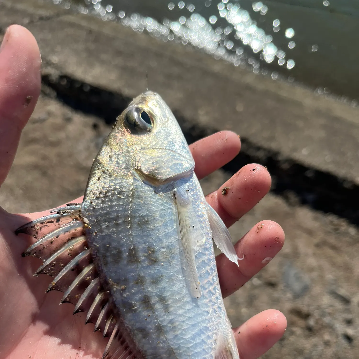 Javelin grunter caught on Fishbrain