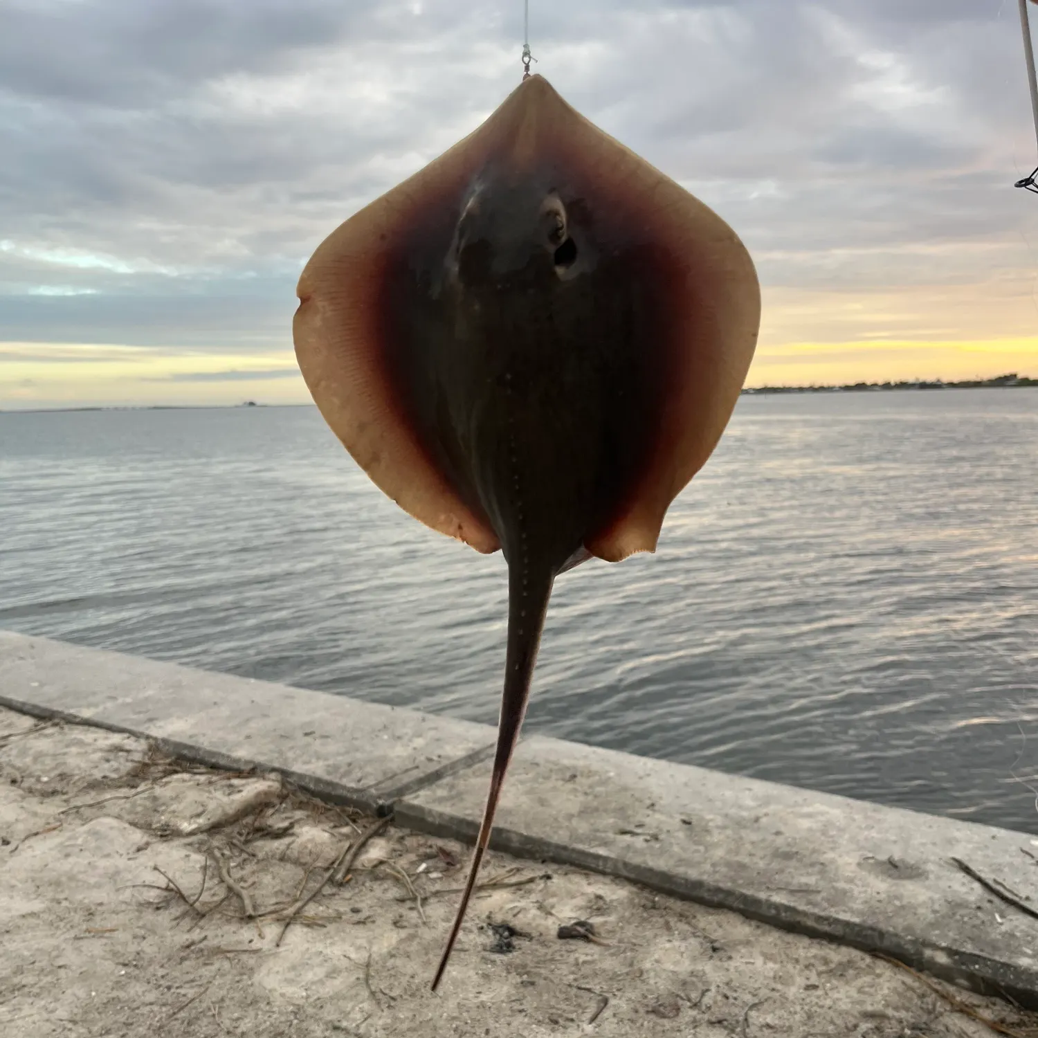 The most recent Atlantic stingray catches on Fishbrain