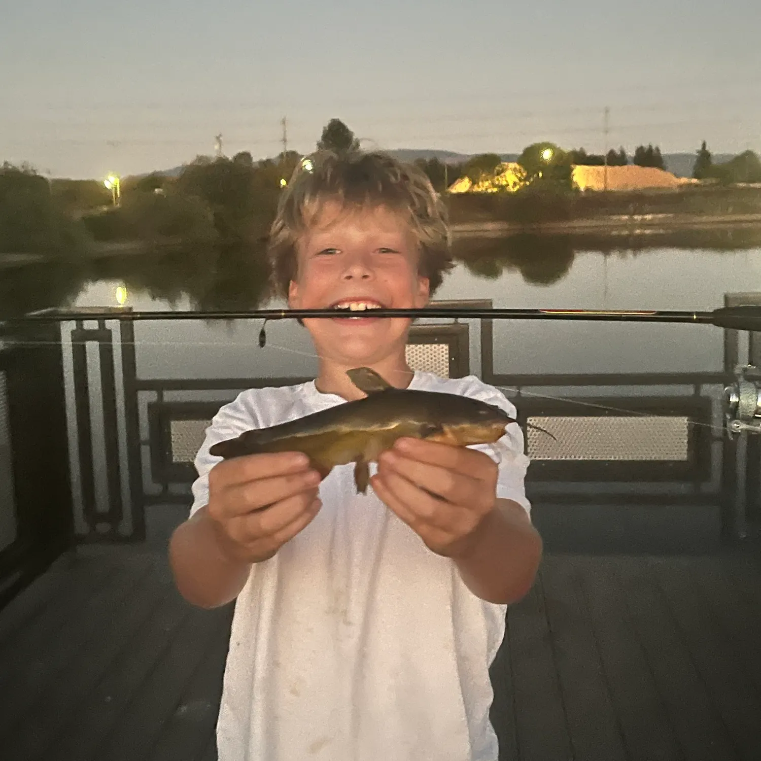 Yellow bullhead caught on Fishbrain