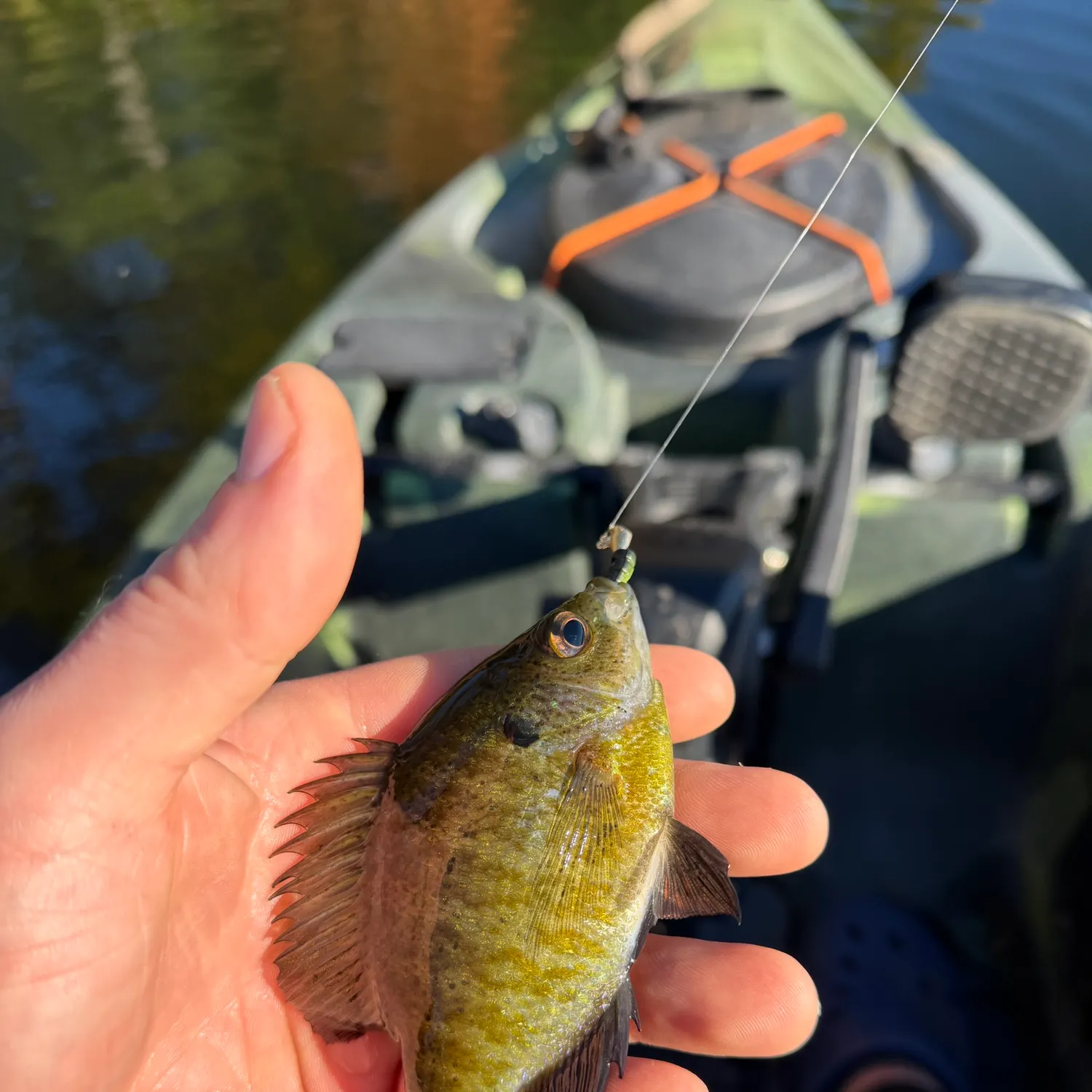 Bluegill caught on Fishbrain