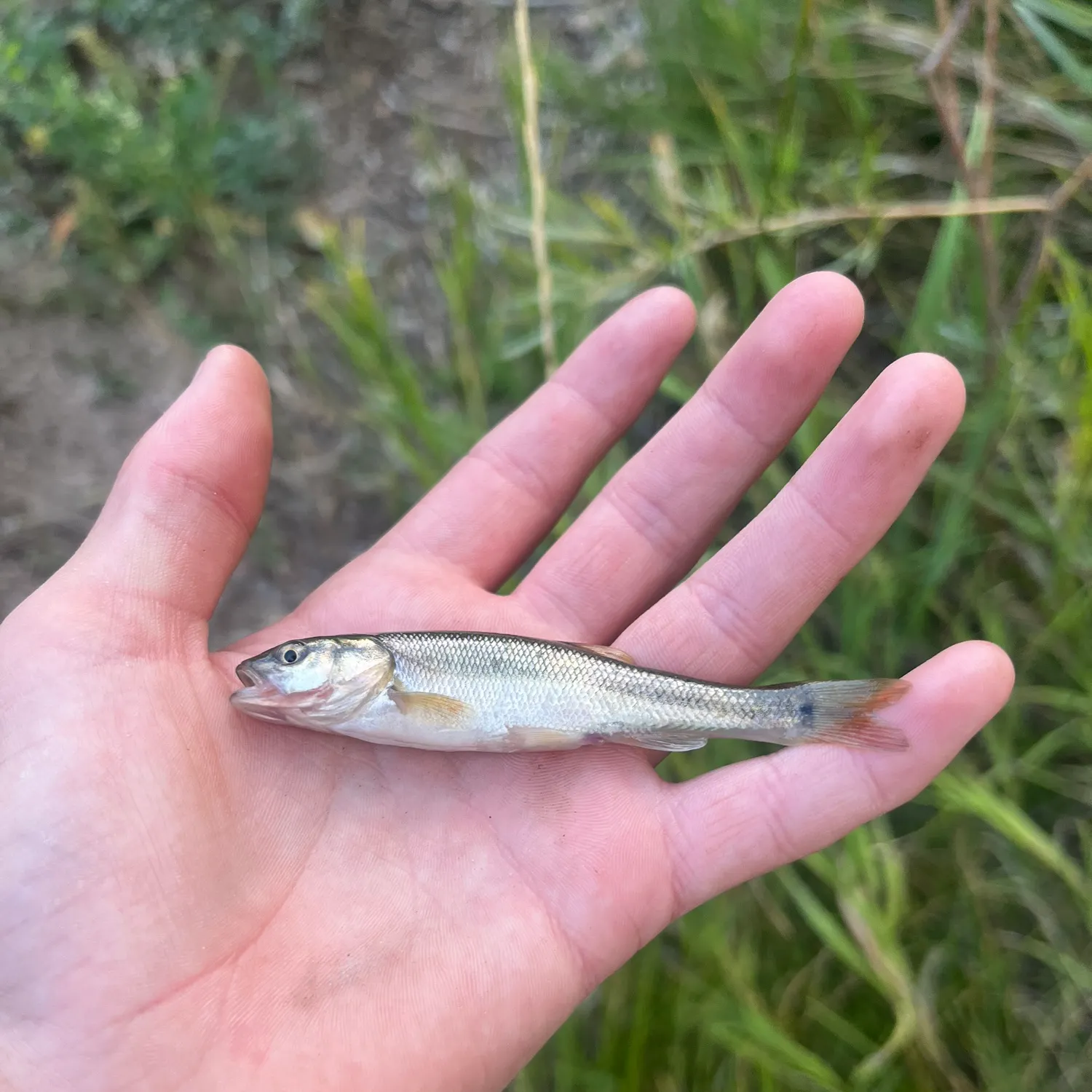 Creek chub caught on Fishbrain