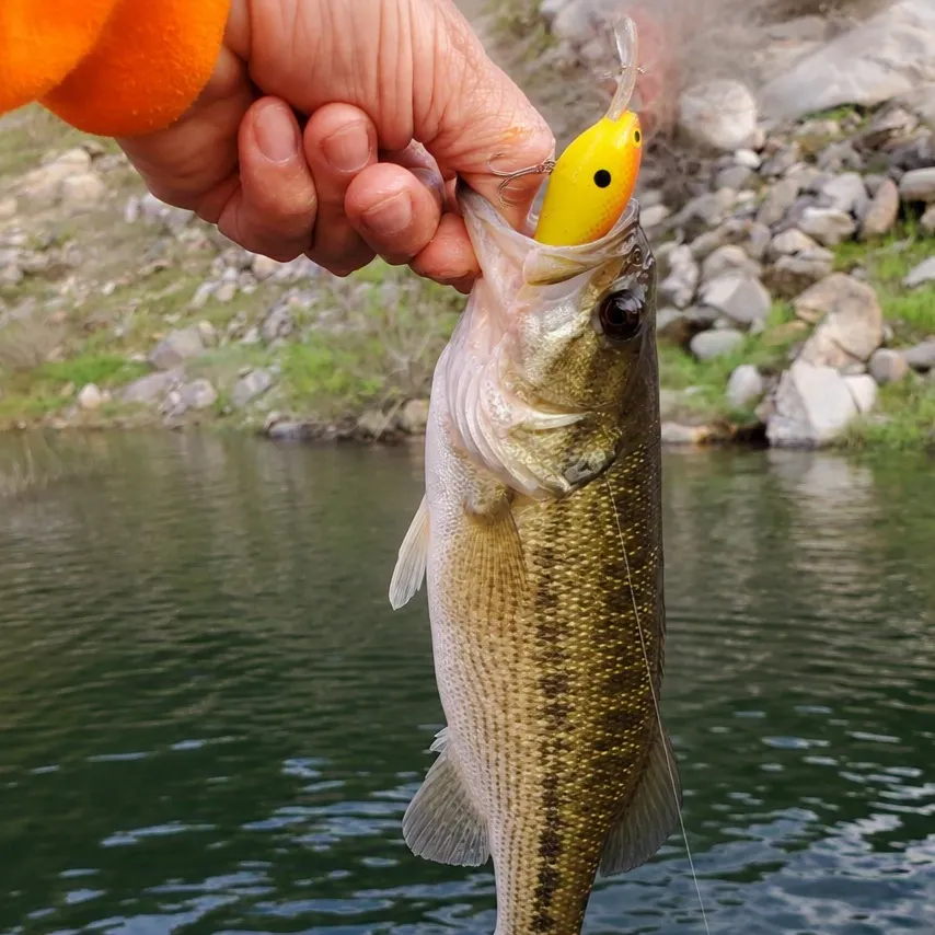 Spotted bass caught on Fishbrain
