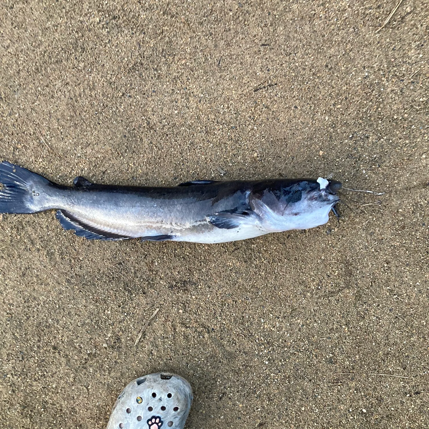 Channel catfish caught on Fishbrain