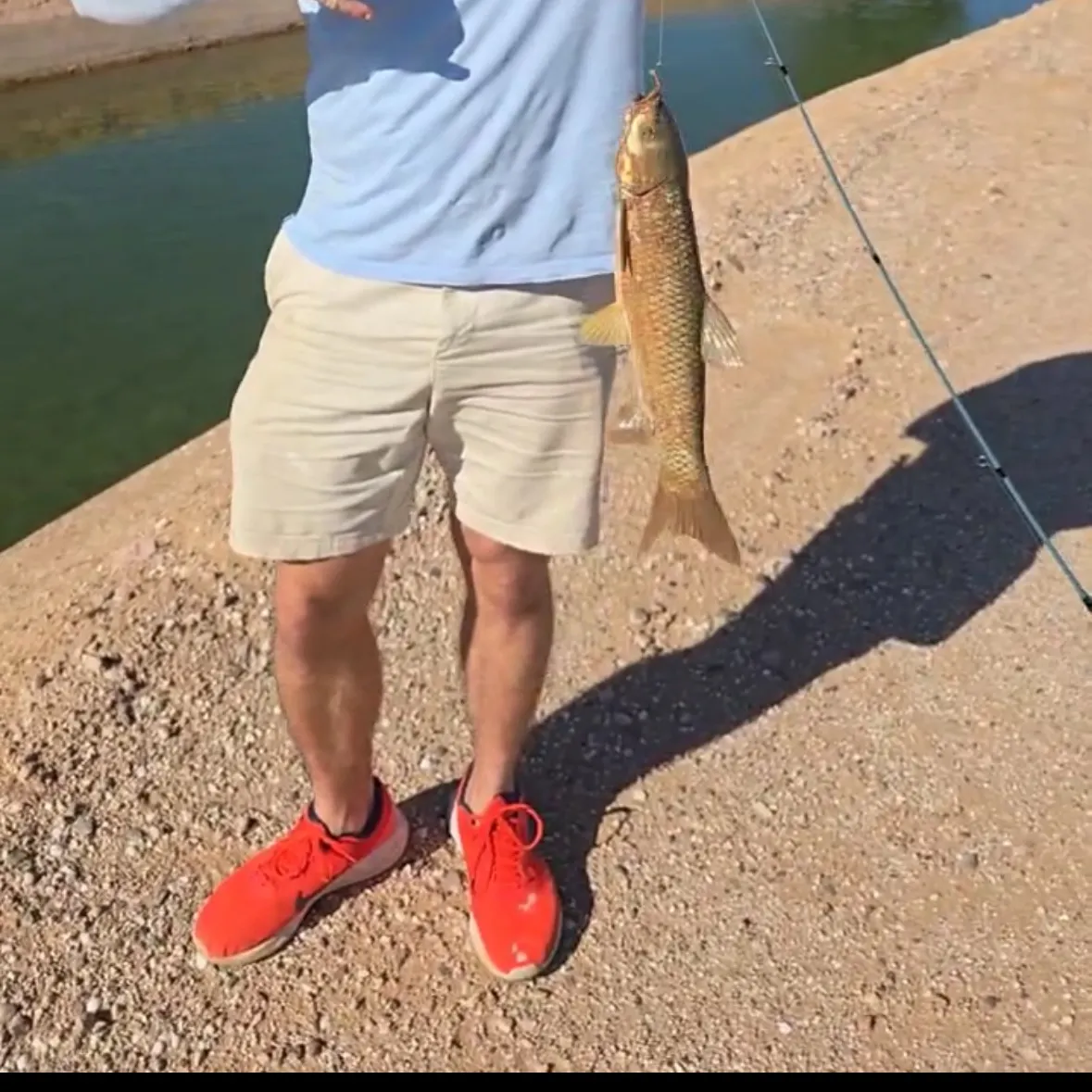 The most recent Grass carp catches on Fishbrain