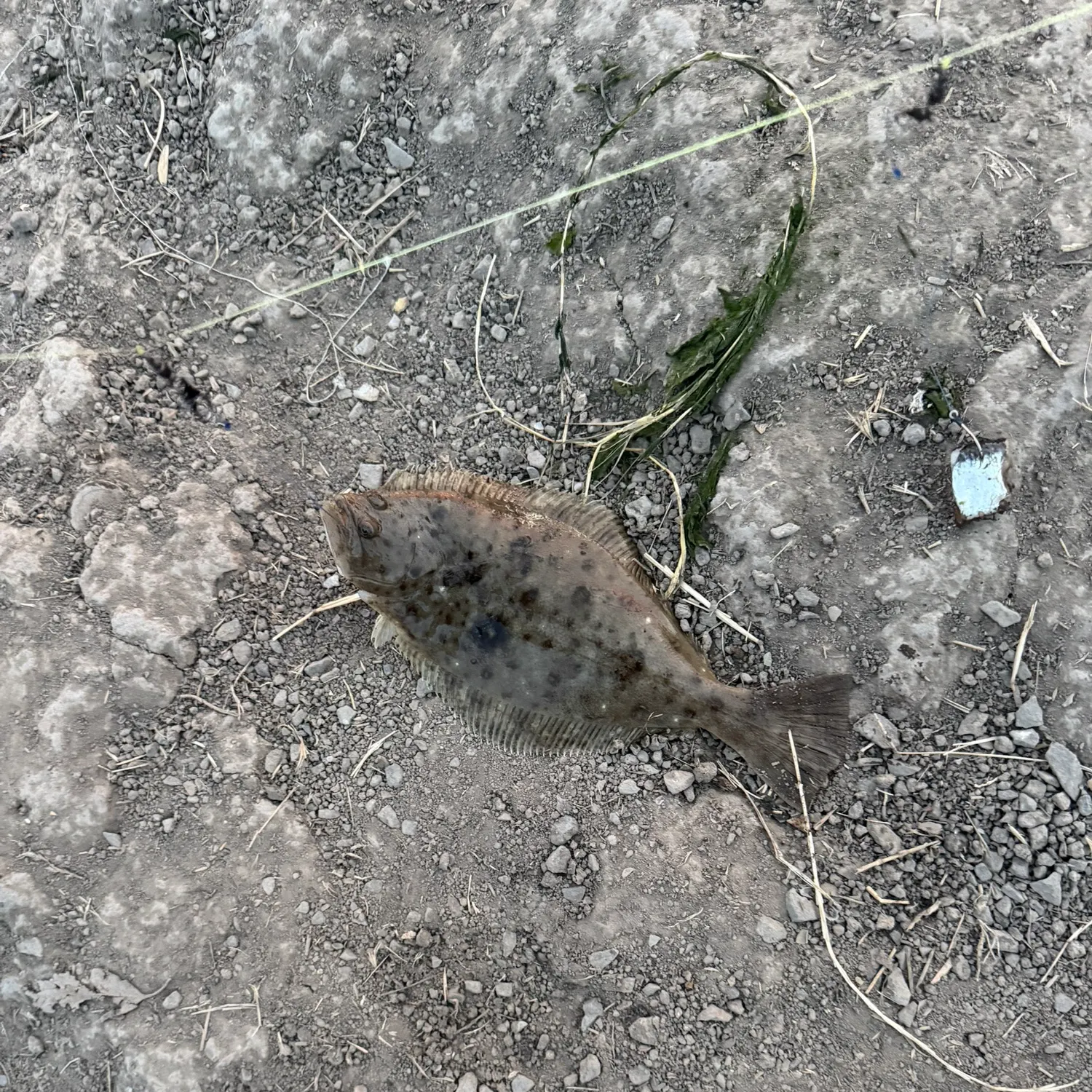 Fish caught on Fishbrain