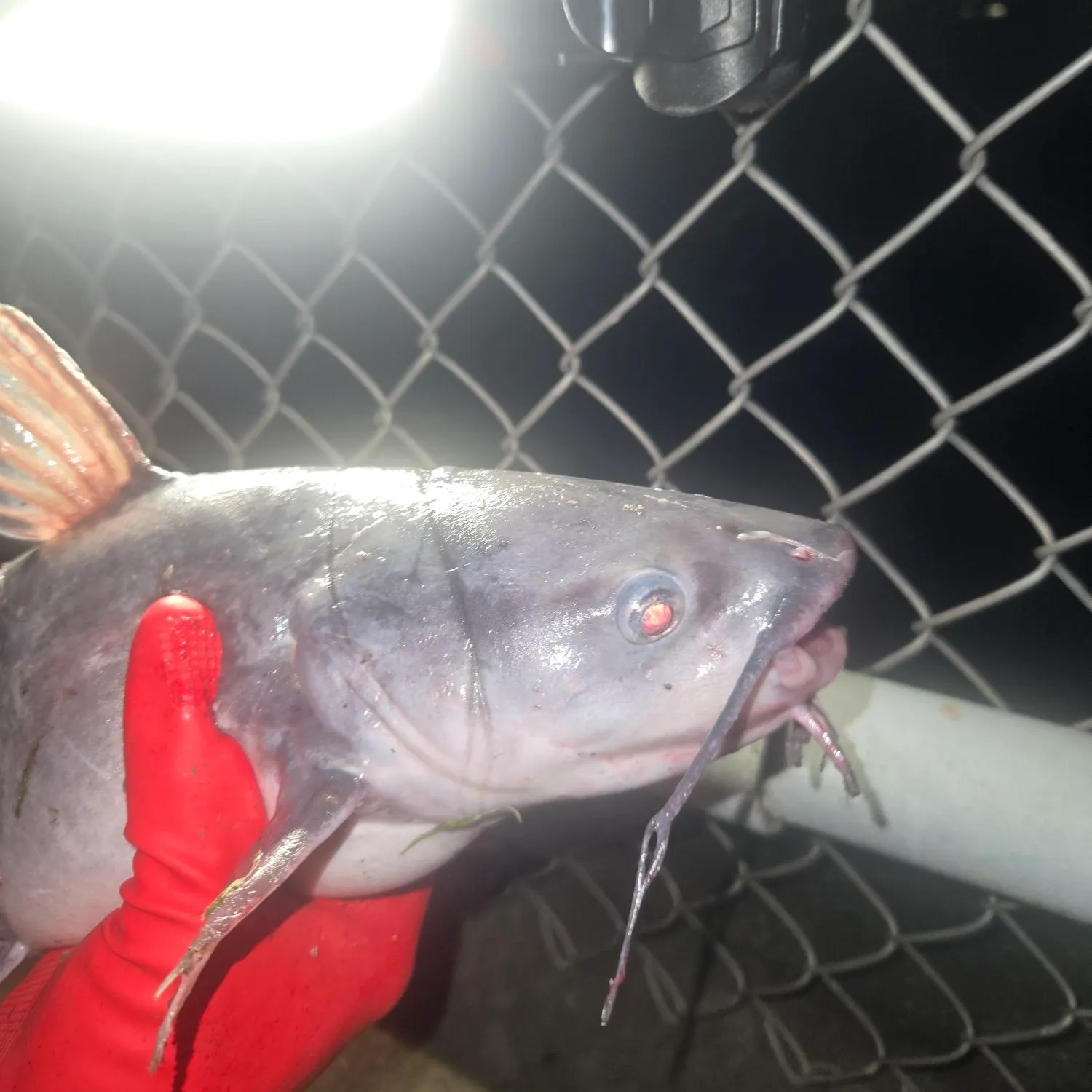 The most recent Blue catfish catches on Fishbrain