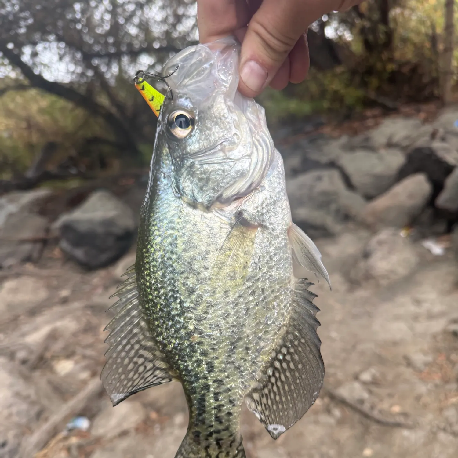 Black crappie caught on Fishbrain