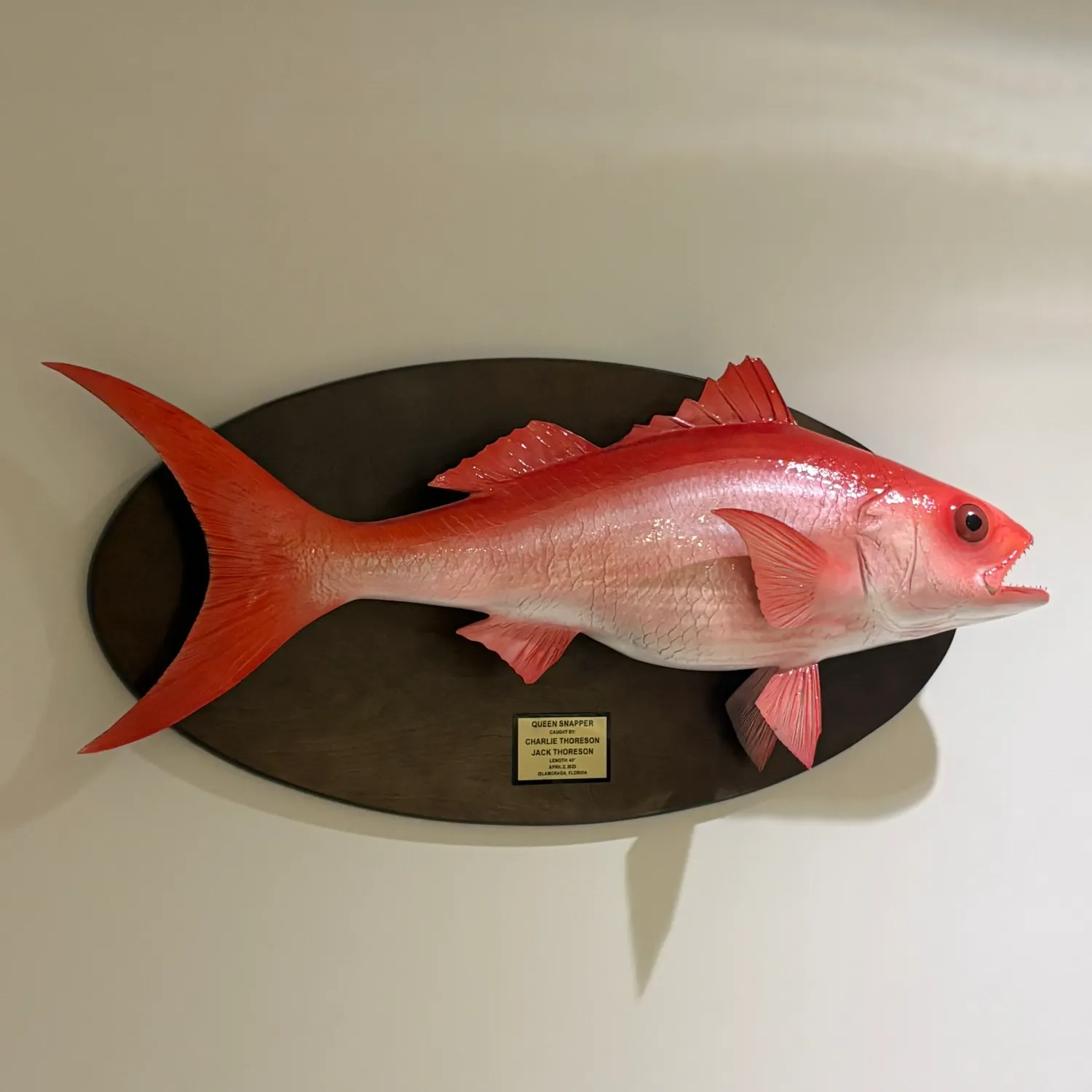 The most recent Queen Snapper catches on Fishbrain