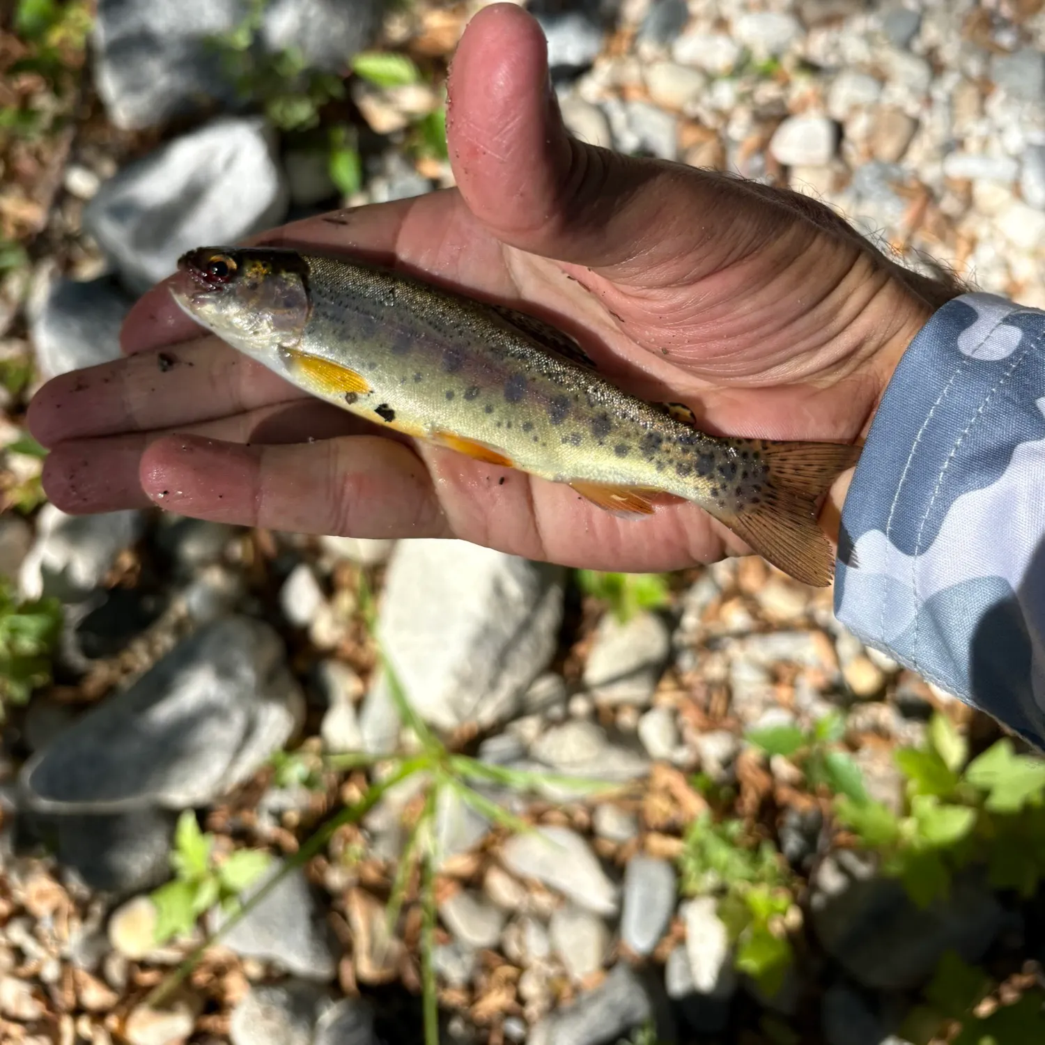 Rainbow trout caught on Fishbrain