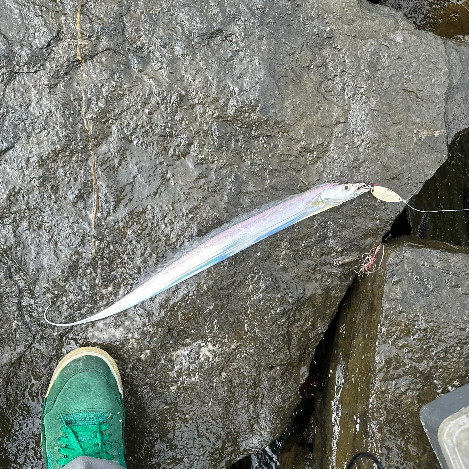 The most recent Atlantic cutlassfish catches on Fishbrain