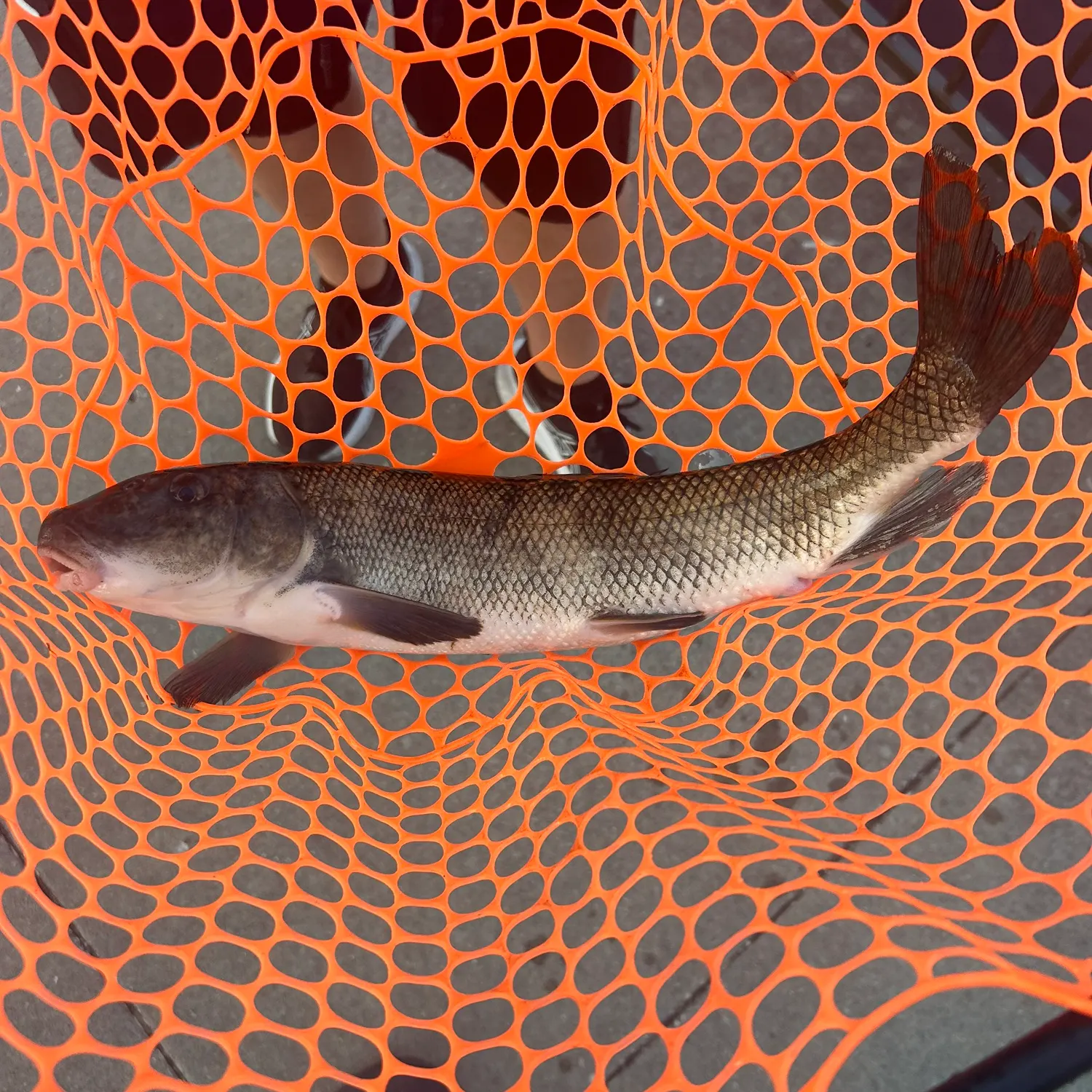 White sucker caught on Fishbrain