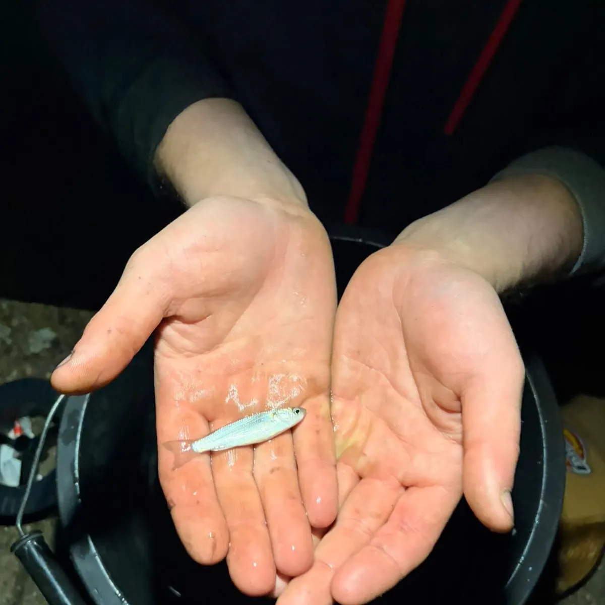 The most recent Bay anchovy catches on Fishbrain