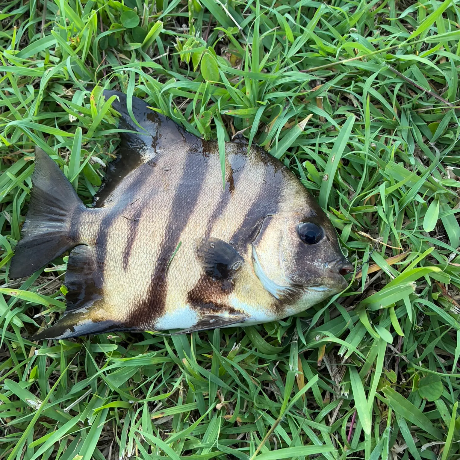 The most recent Atlantic spadefish catches on Fishbrain