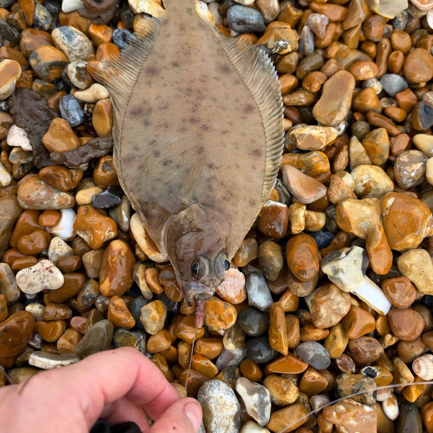 Common dab caught on Fishbrain