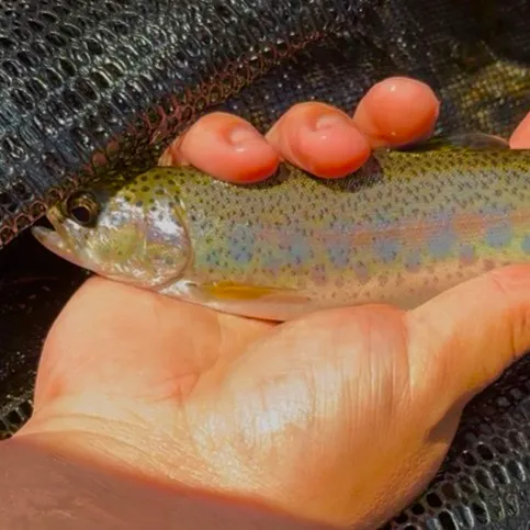 Rainbow trout caught on Fishbrain