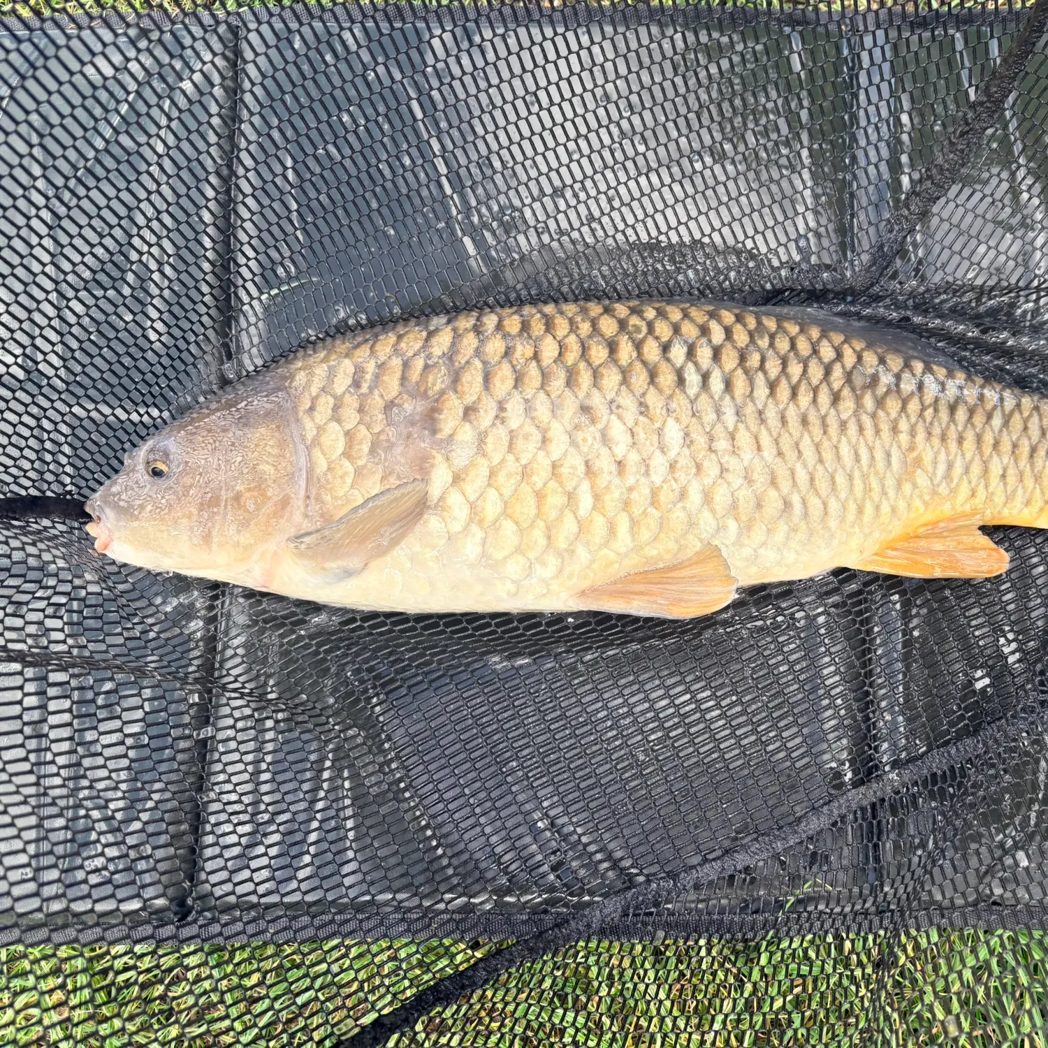 Common carp caught on Fishbrain
