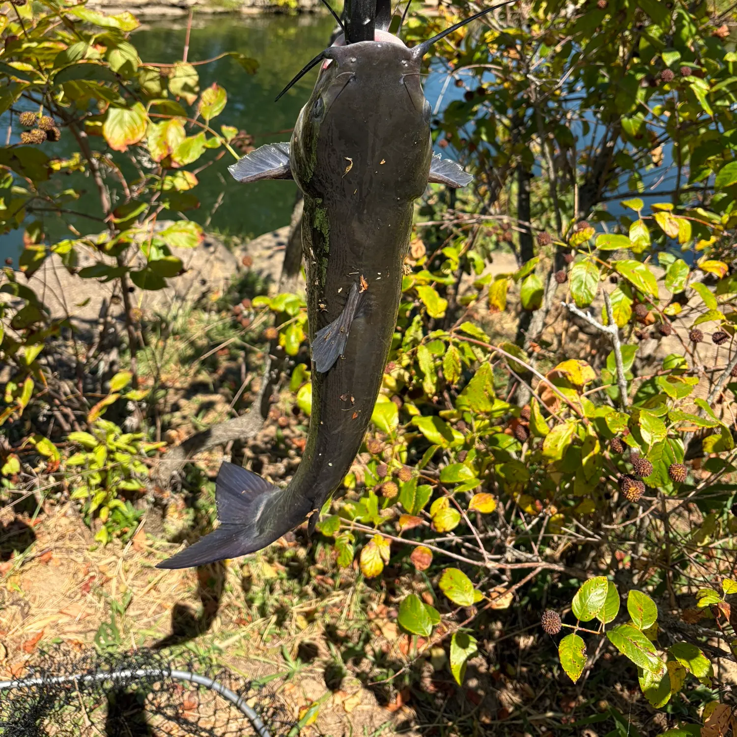 Channel catfish caught on Fishbrain