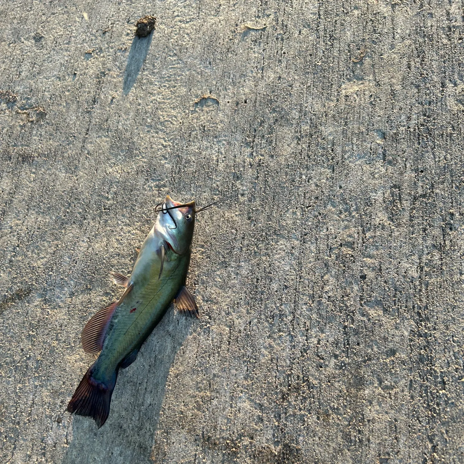 Channel catfish caught on Fishbrain