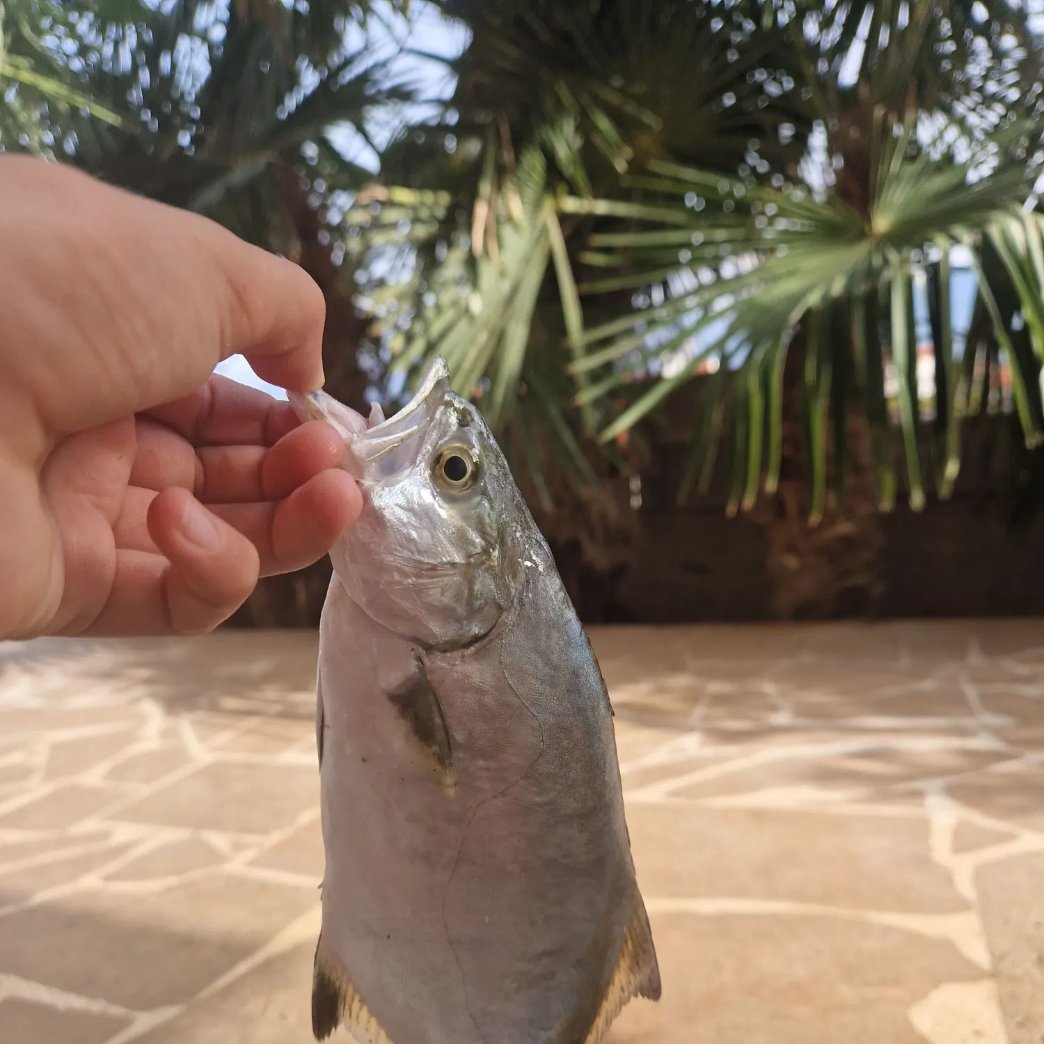 Fish caught on Fishbrain