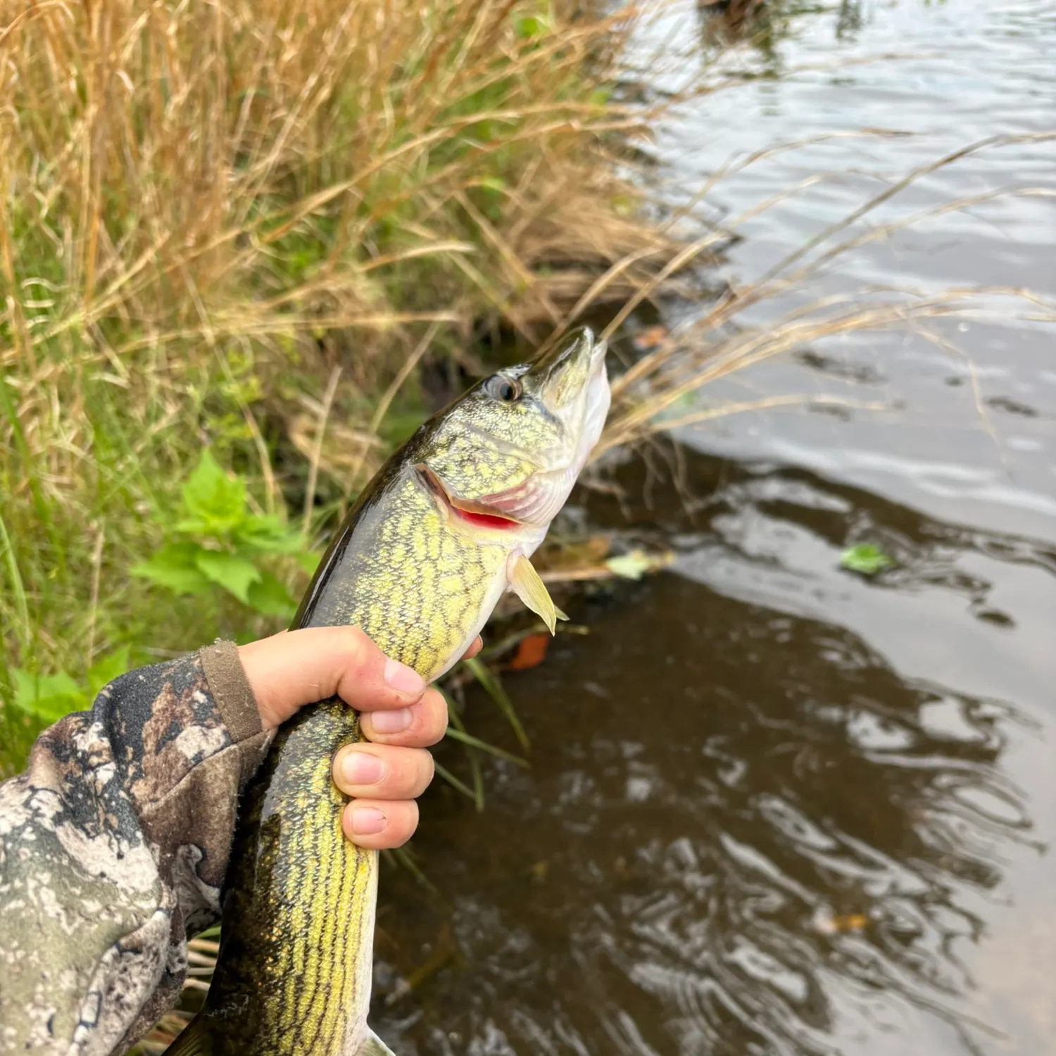 Chain pickerel caught on Fishbrain