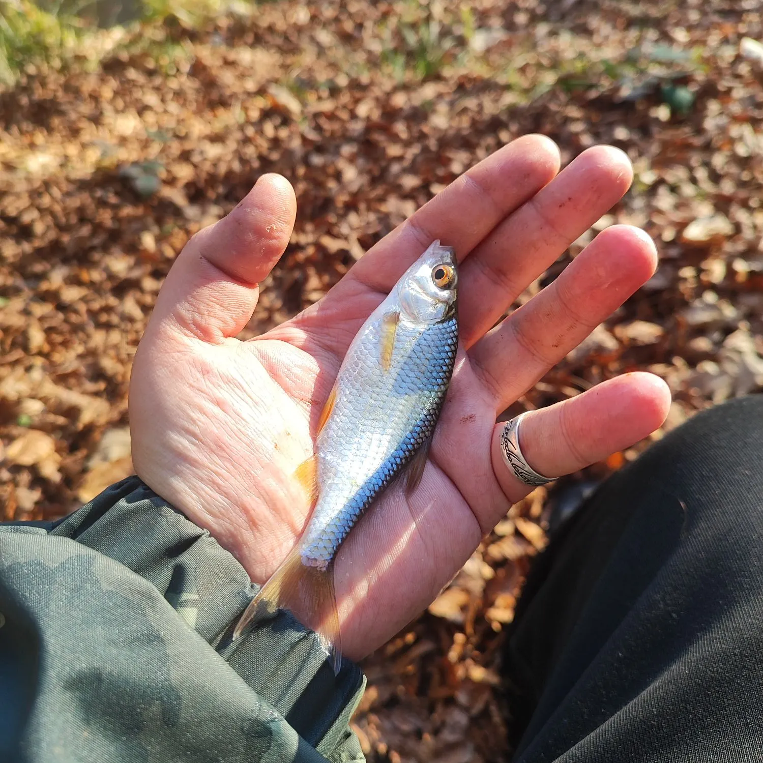 The most recent Common roach catches on Fishbrain