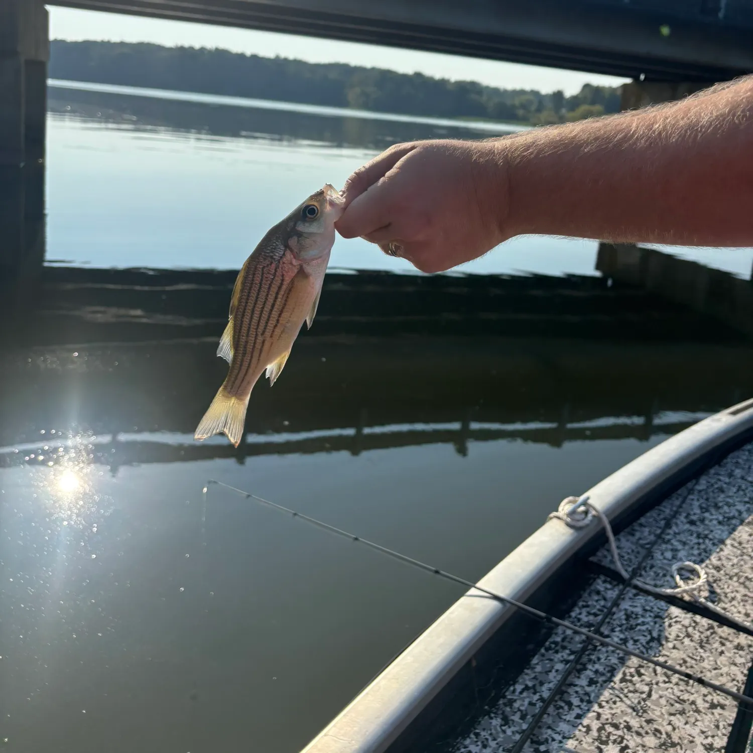 Striped bass caught on Fishbrain
