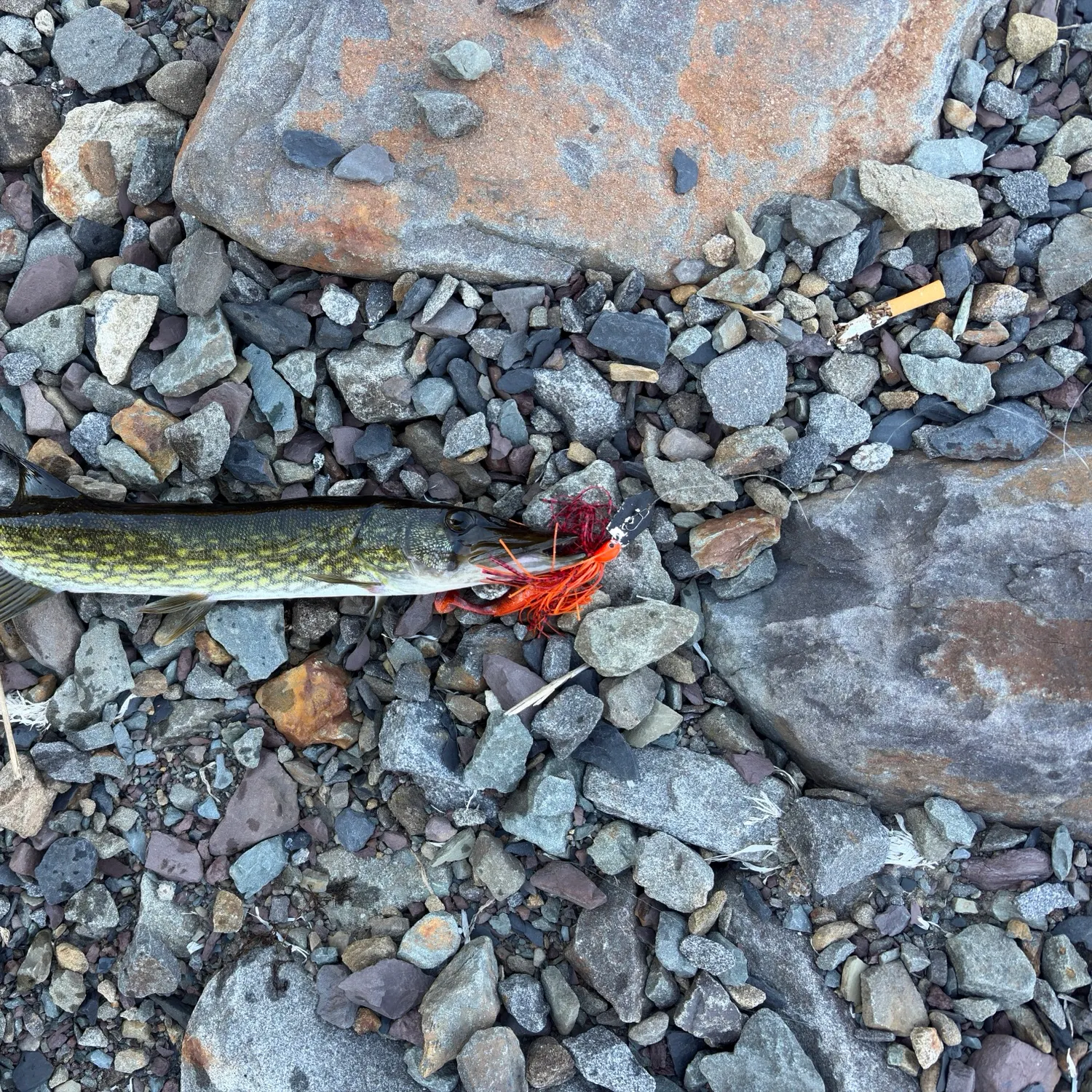 Chain pickerel caught on Fishbrain
