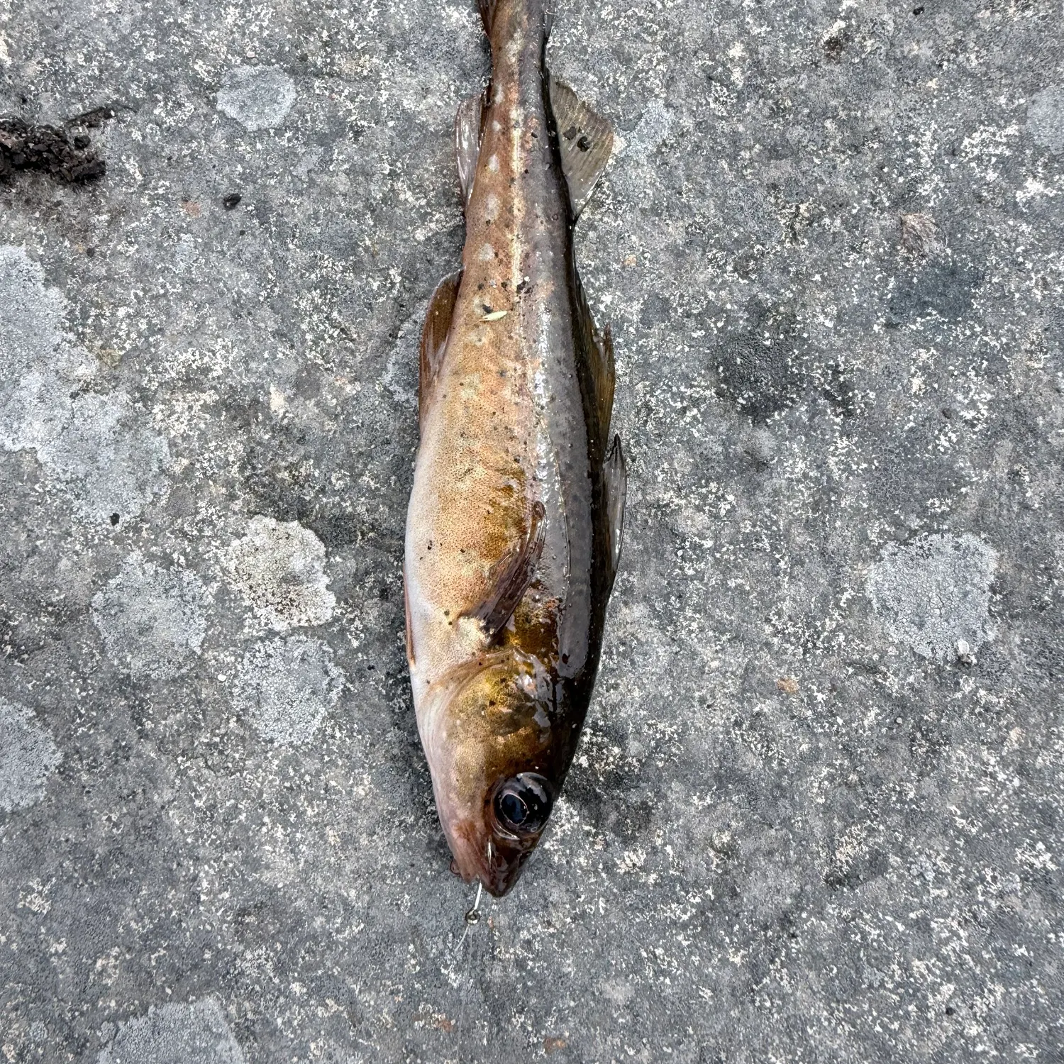 The most recent Atlantic tomcod catches on Fishbrain