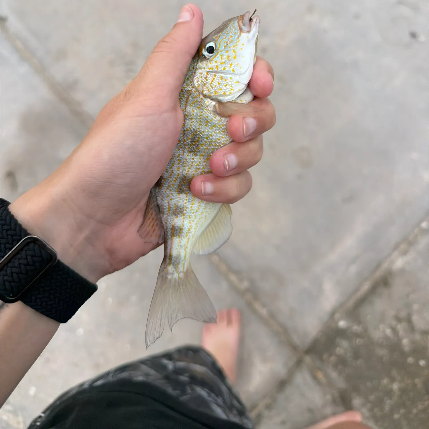 The most recent Pigfish catches on Fishbrain