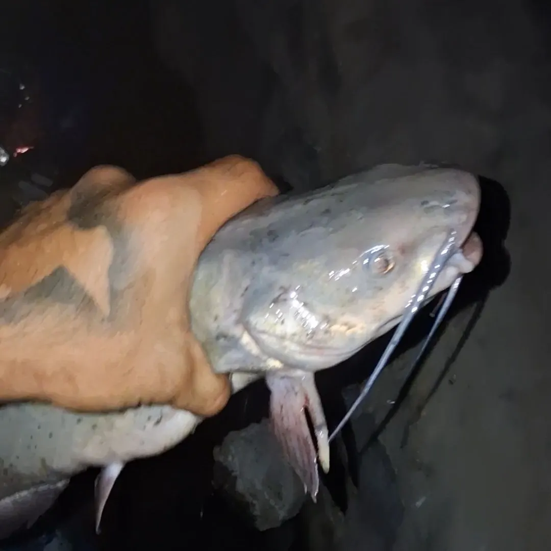 Channel catfish caught on Fishbrain
