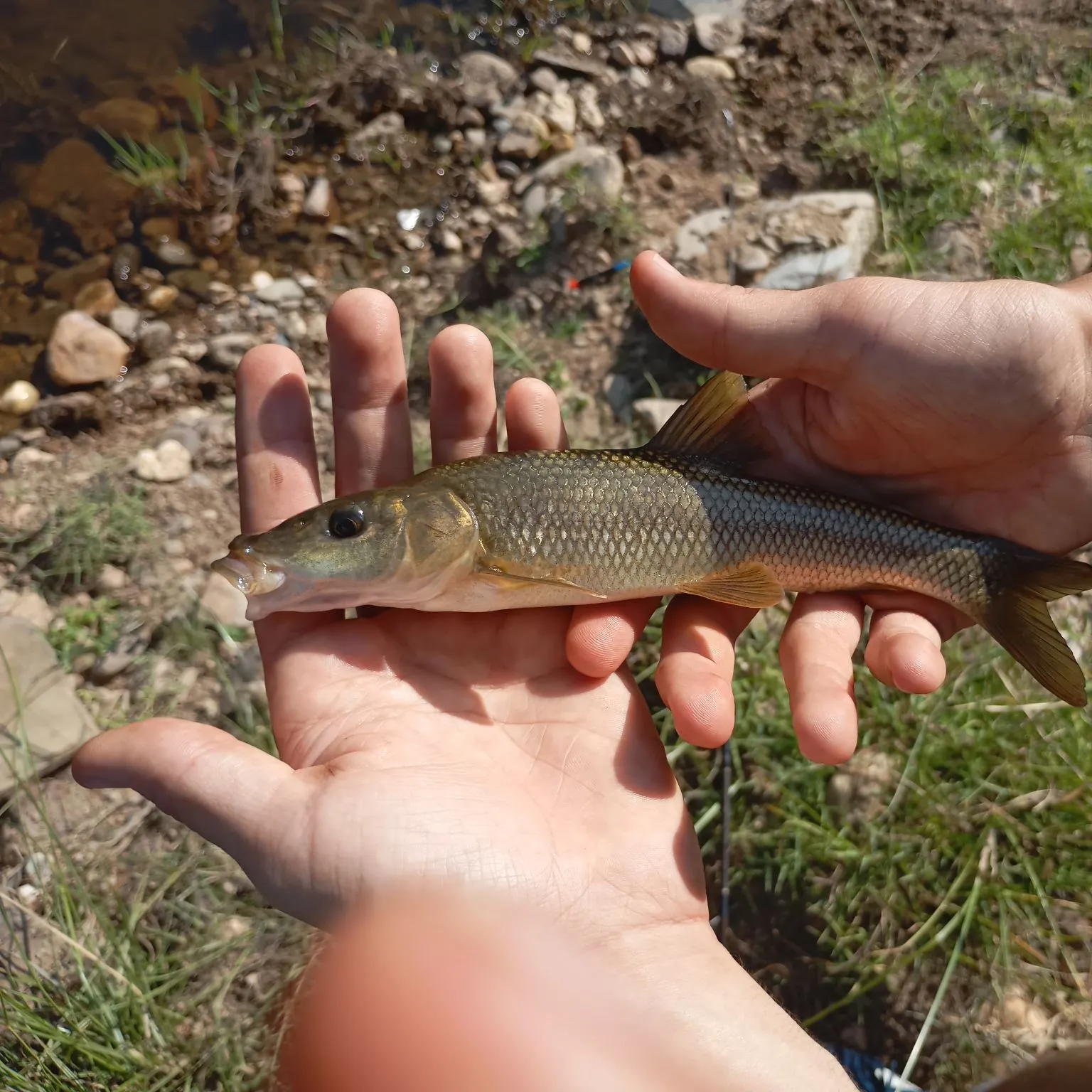 The most recent Iberian barbel catches on Fishbrain