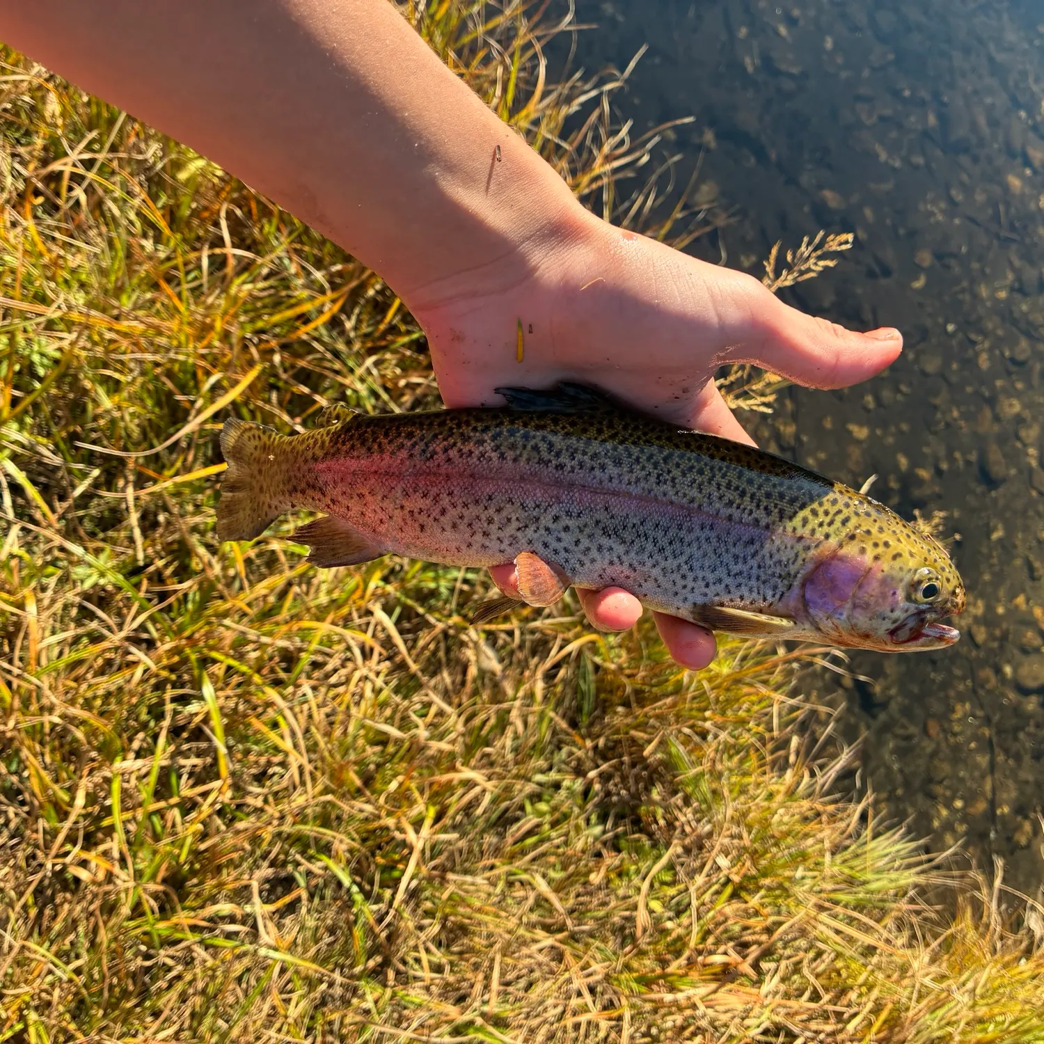 Rainbow trout caught on Fishbrain