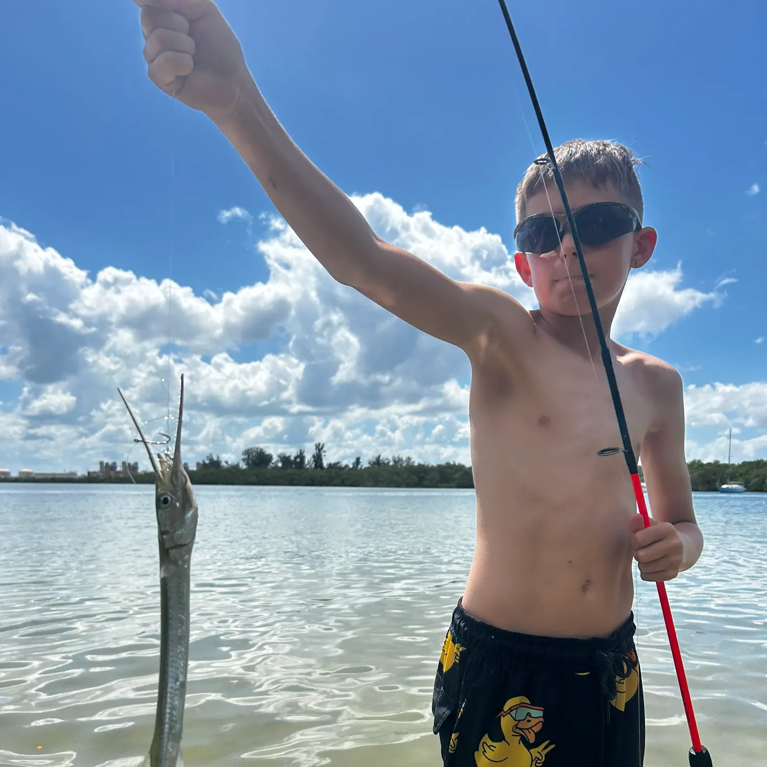 The most recent Flat needlefish catches on Fishbrain