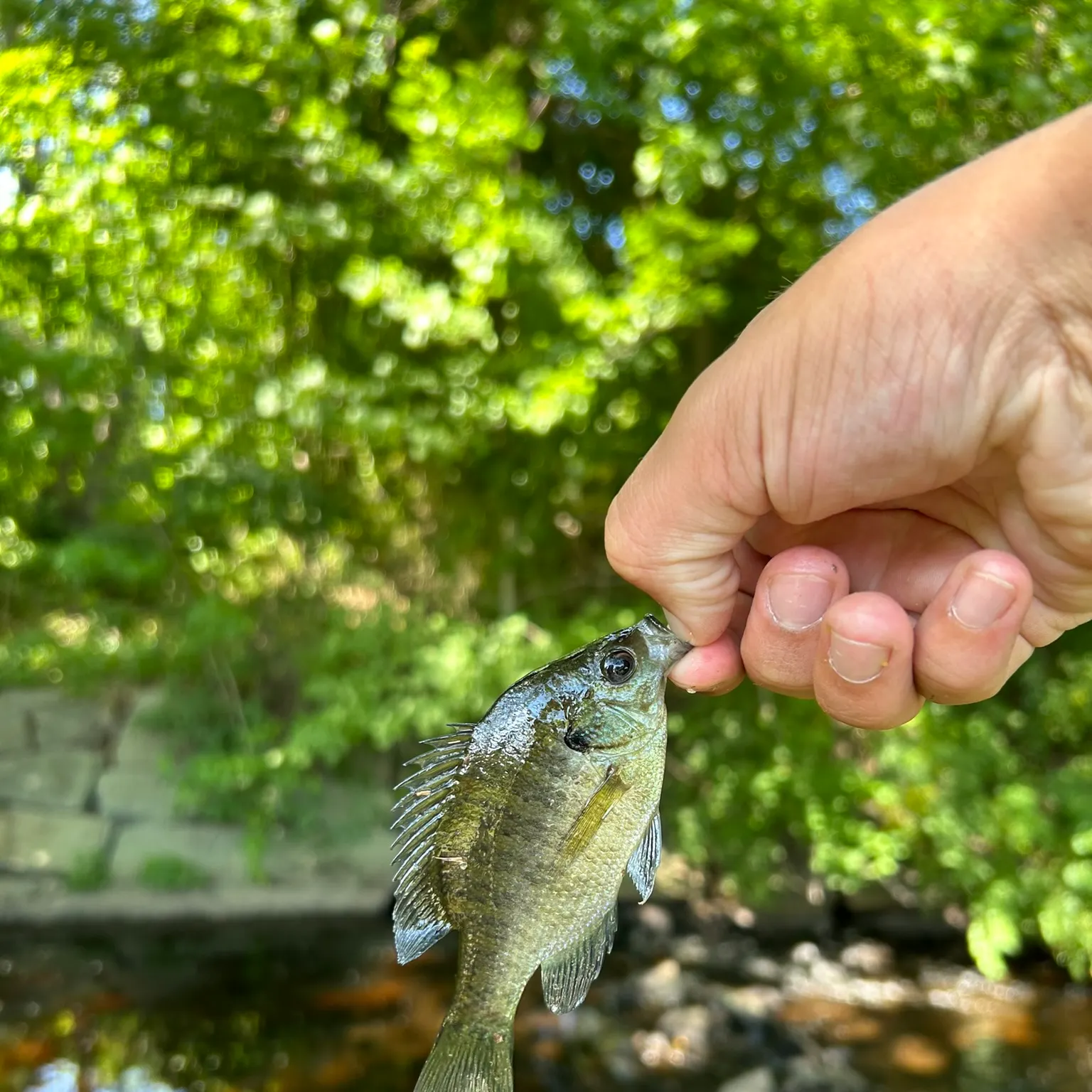 The most recent Bluegill catches on Fishbrain