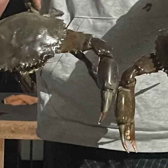The most recent Giant mud crab catches on Fishbrain